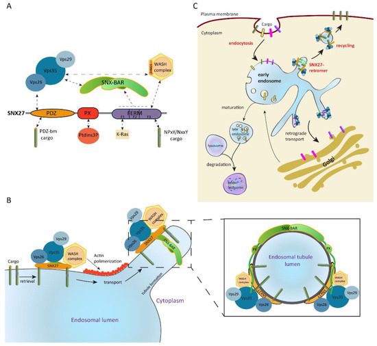Interplay Between SNX27 and DAG Metabolism in the Control of