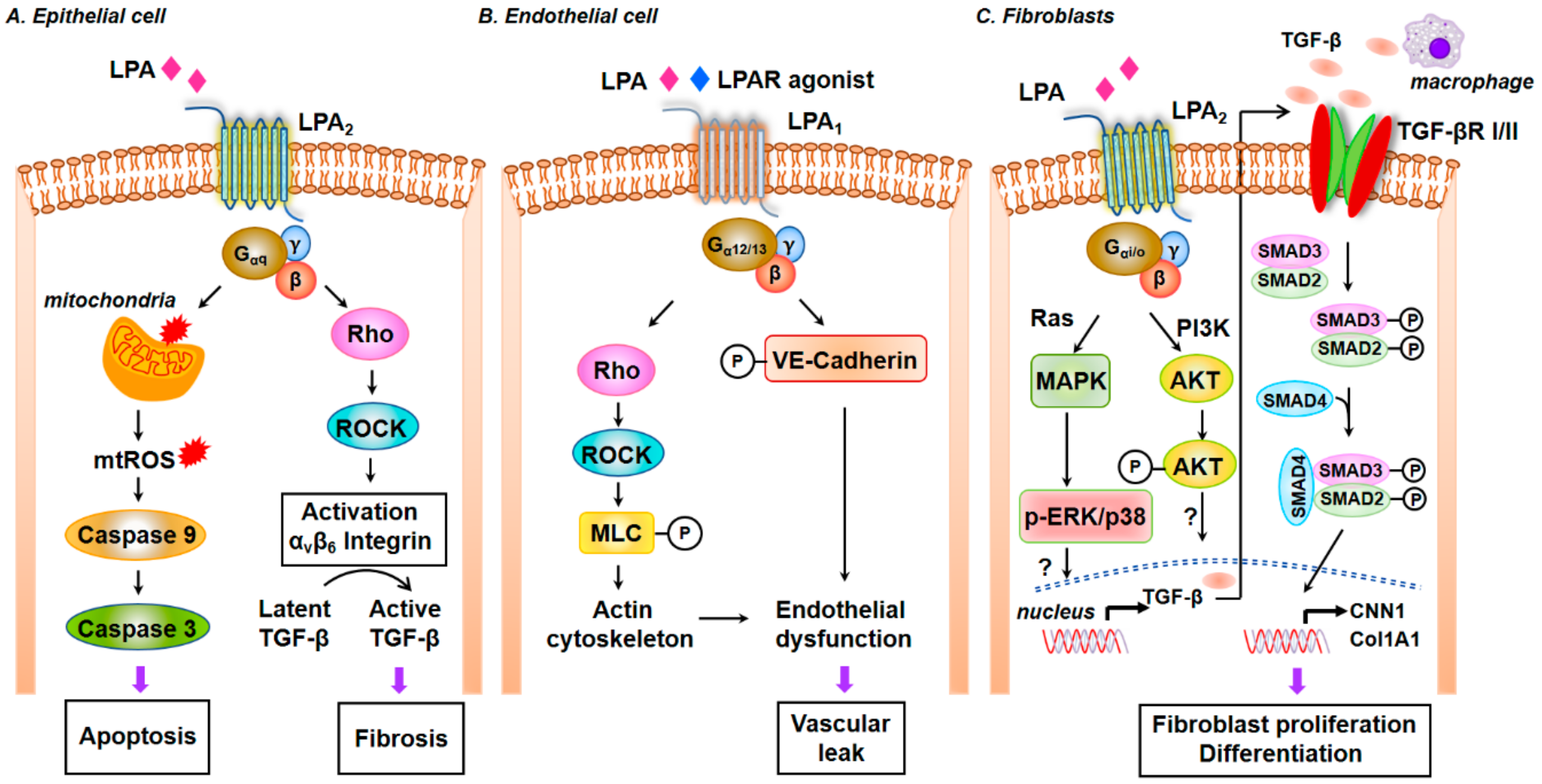 IJMS Free FullText Lipid Mediators Regulate Pulmonary Fibrosis