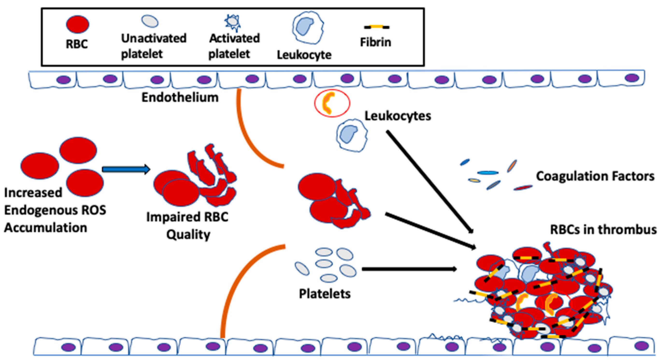 | Free Full-Text | Oxidative Stress and Thrombosis during Aging: The Roles of Oxidative Stress in in Venous Thrombosis