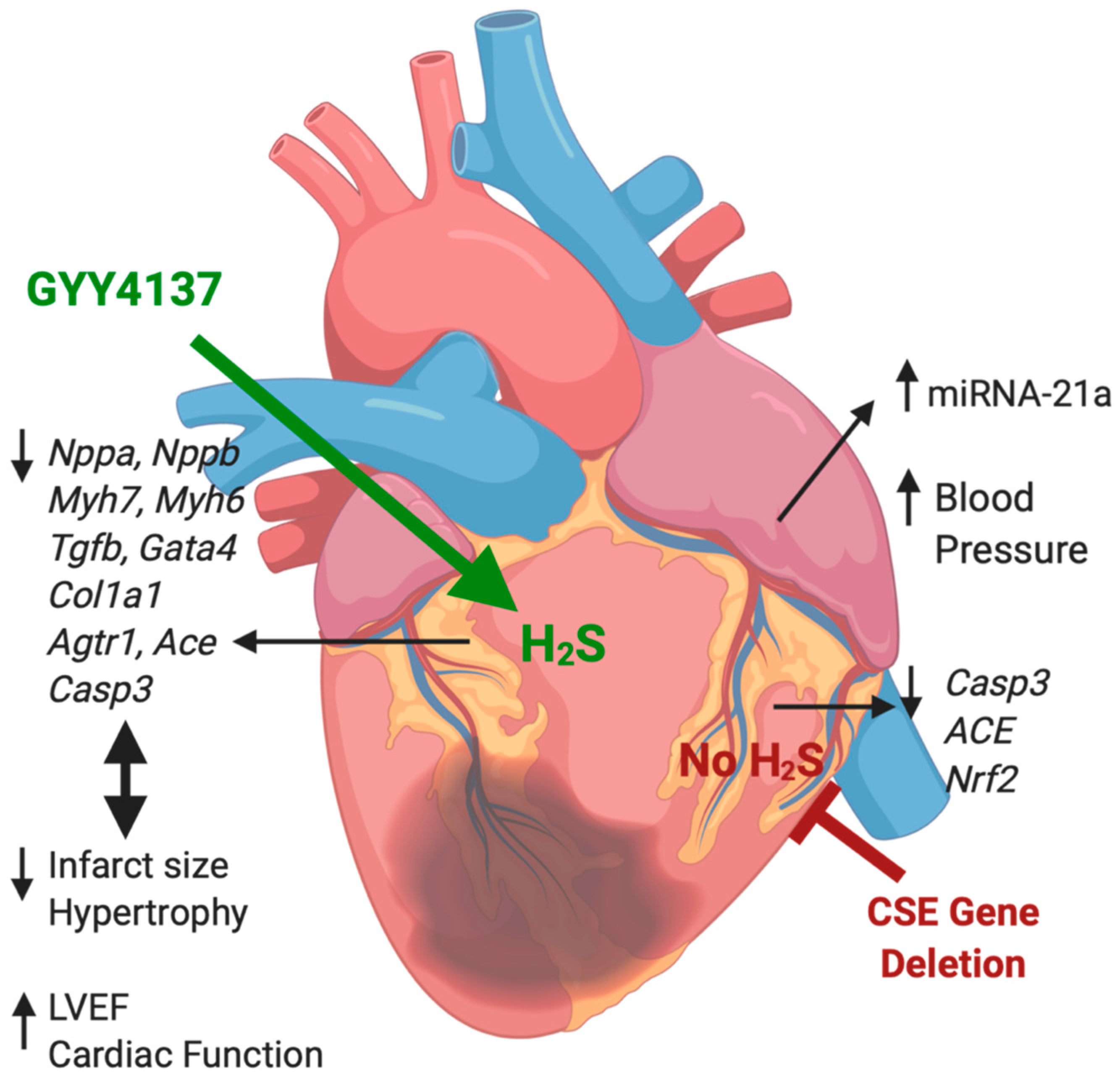 Ijms 21 04284 g007 Ijms 21 04284 g007