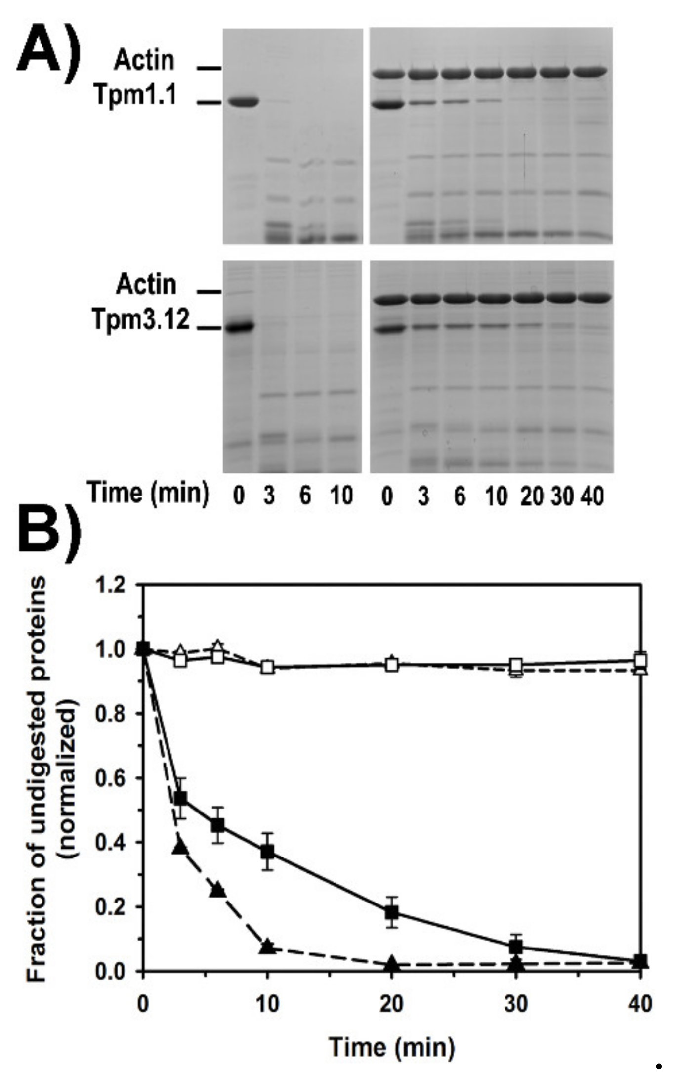 Ijms 21 04285 g006 Ijms 21 04285 g006