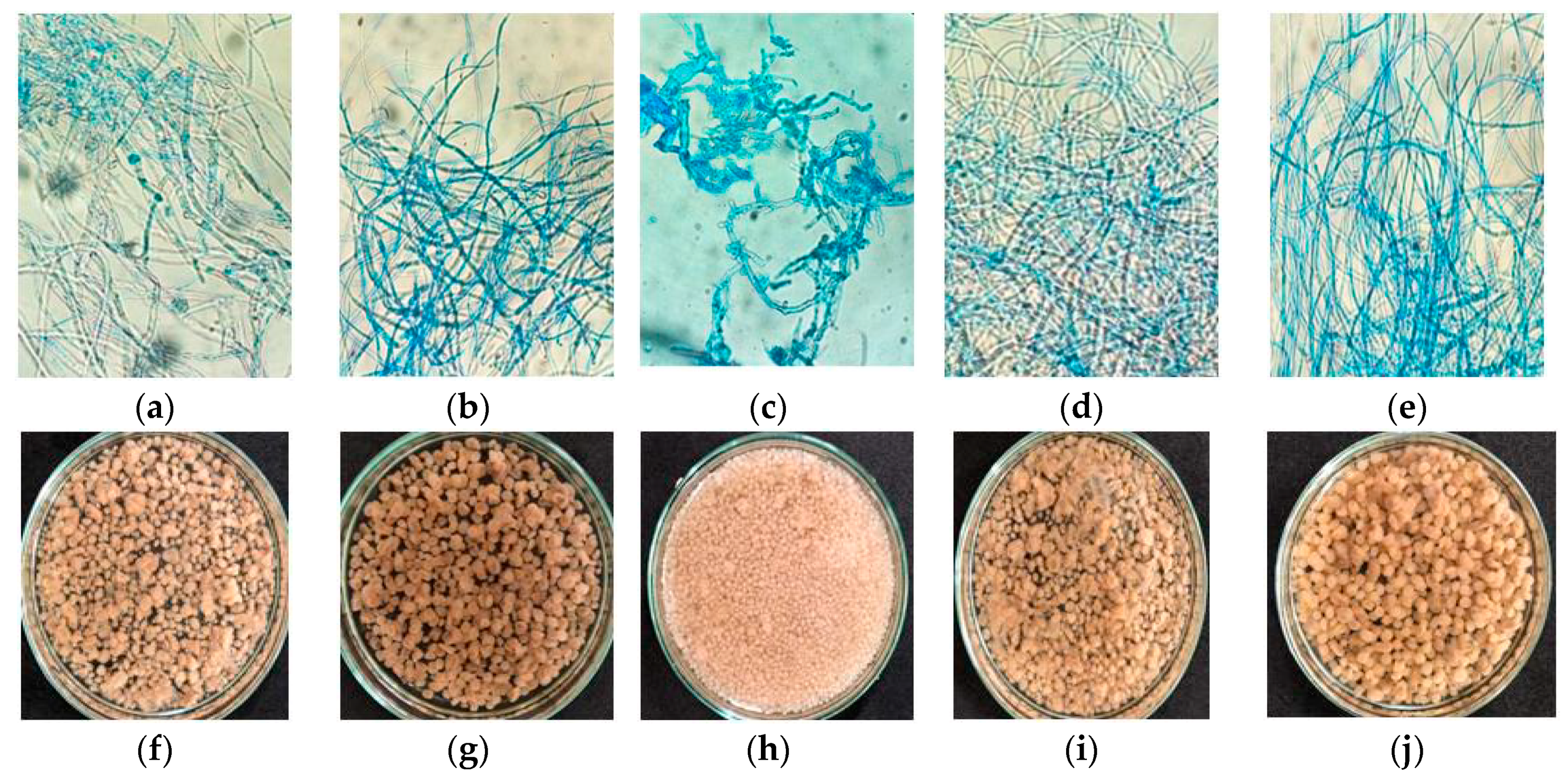 Ijms Free Full Text Biotechnological Strategies For Chitosan Production By Mucoralean Strains And Dimorphism Using Renewable Substrates Html