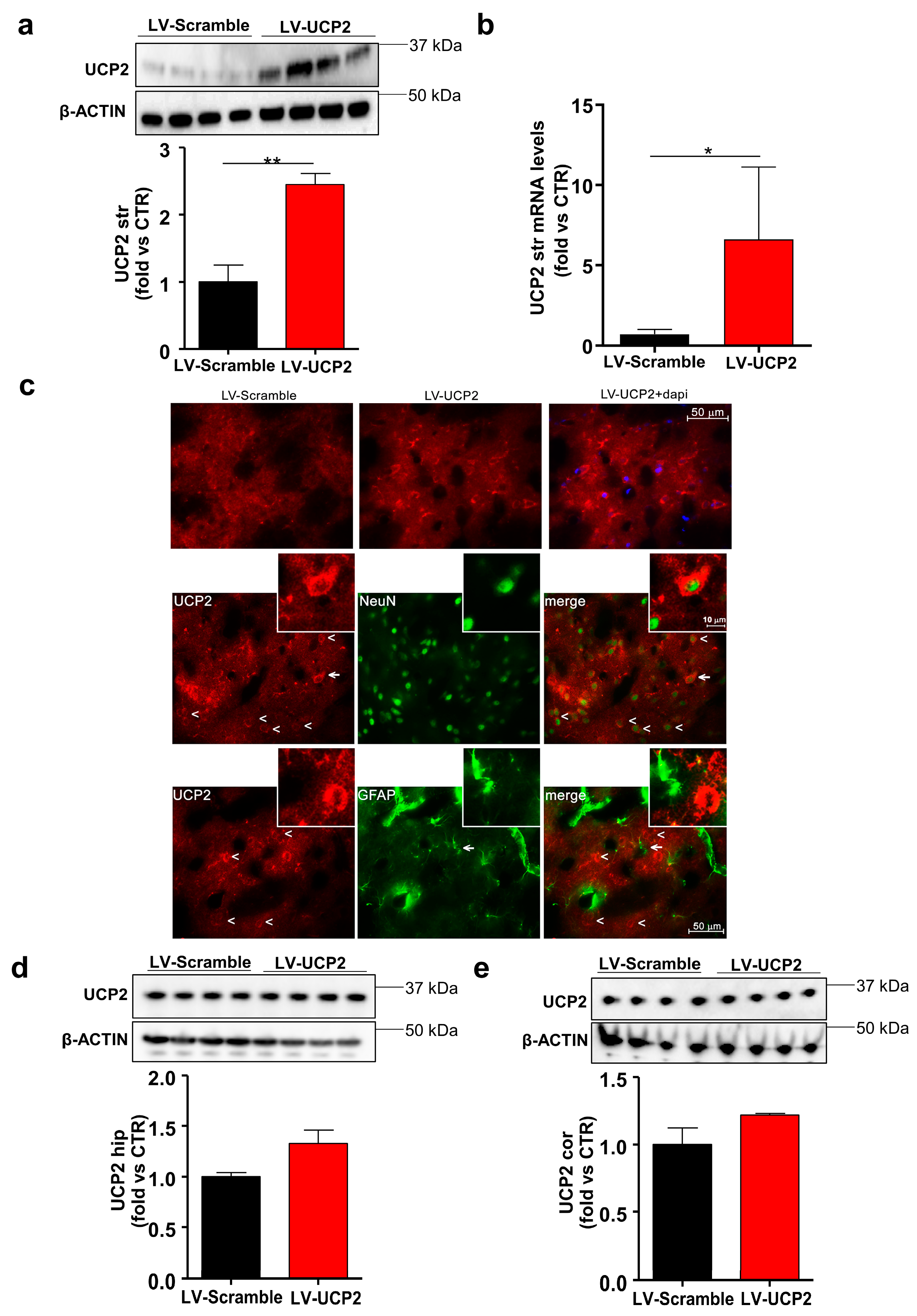 Ijms 21 04289 g003 Ijms 21 04289 g003