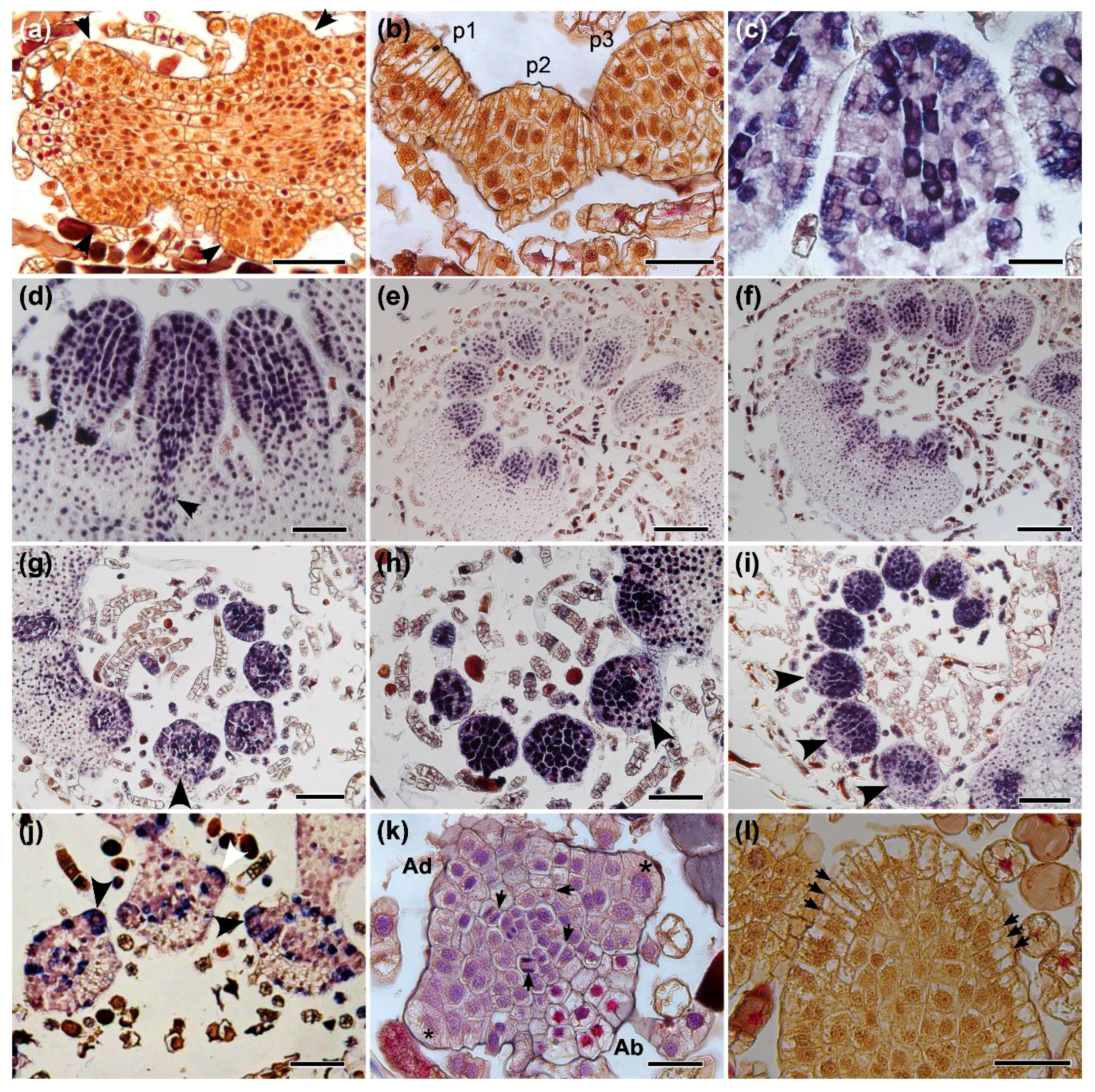 Ijms 21 04295 g004 Ijms 21 04295 g004