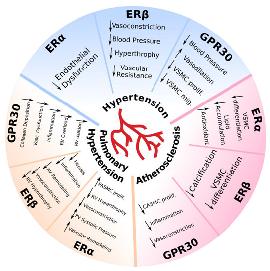 The Role of Estrogen Receptors in Cardiovascular Disease