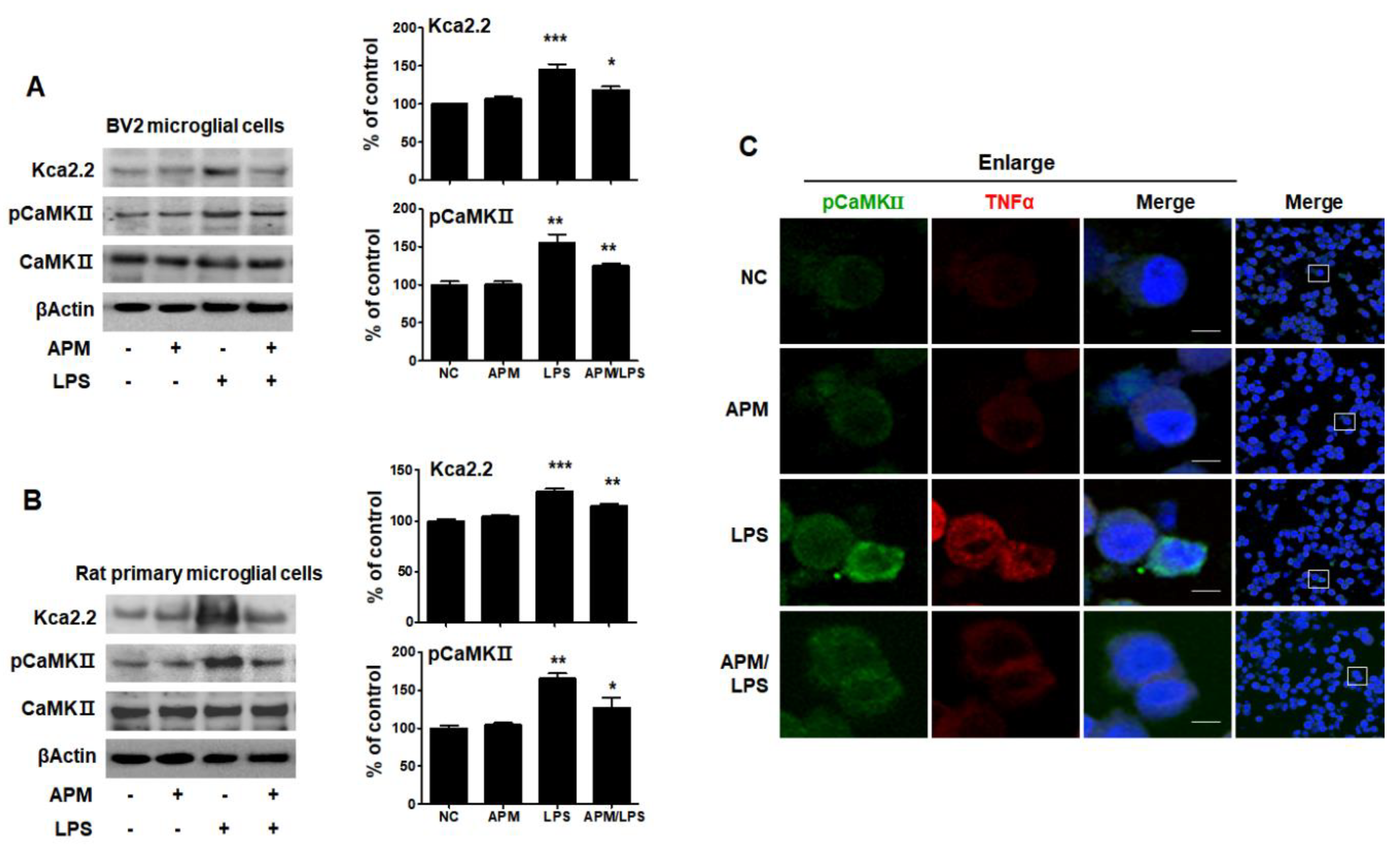 Ijms 21 04319 g002 Ijms 21 04319 g002