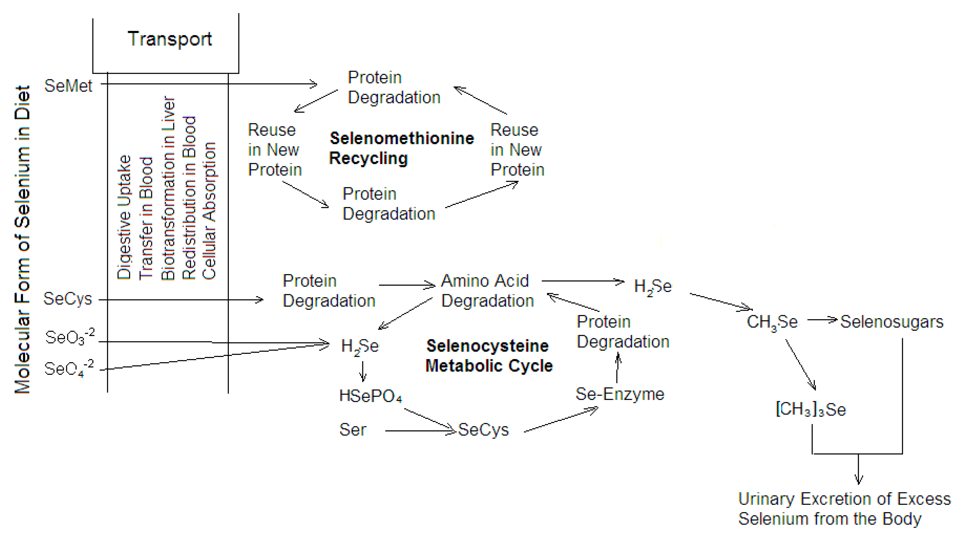 Ijms 21 04343 g003 Ijms 21 04343 g003