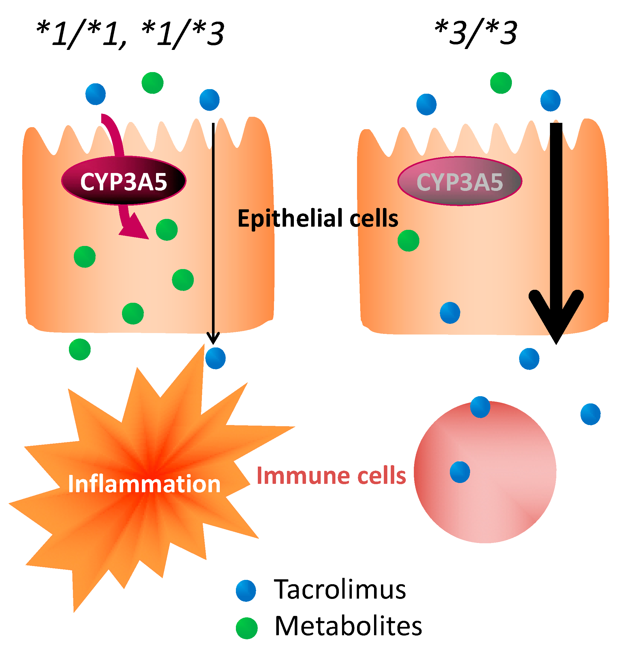 Ijms 21 04347 g006 Ijms 21 04347 g006