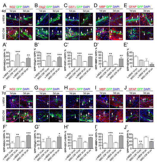 Ijms Free Full Text Secretome Analysis Of Mesenchymal Stem Cell Factors Fostering Oligodendroglial Differentiation Of Neural Stem Cells In Vivo Html