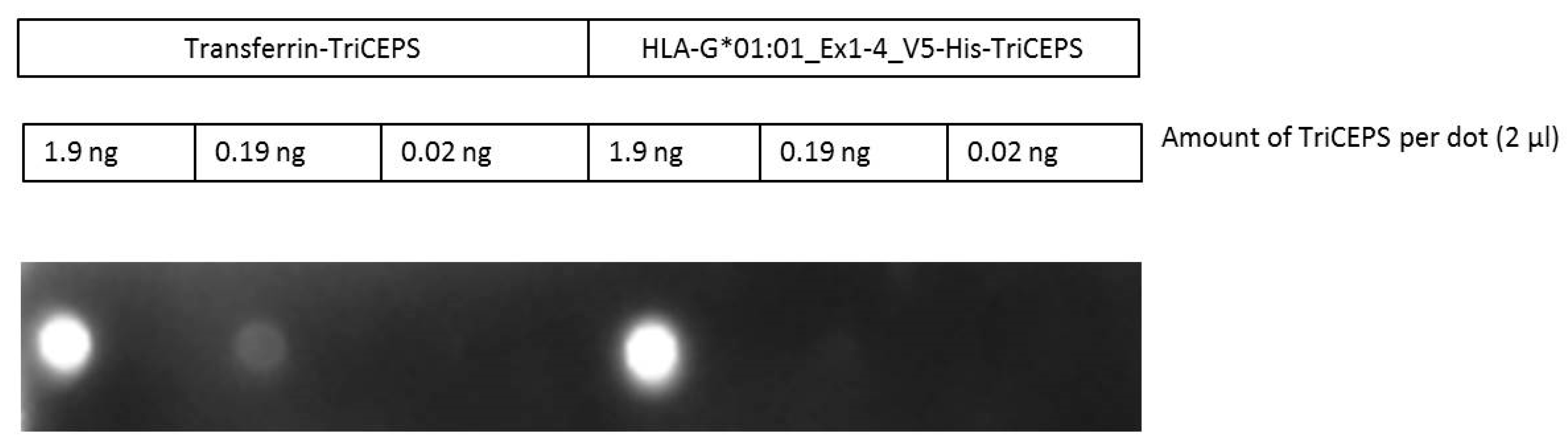 Ijms 21 04362 g0a4 Ijms 21 04362 g0a4