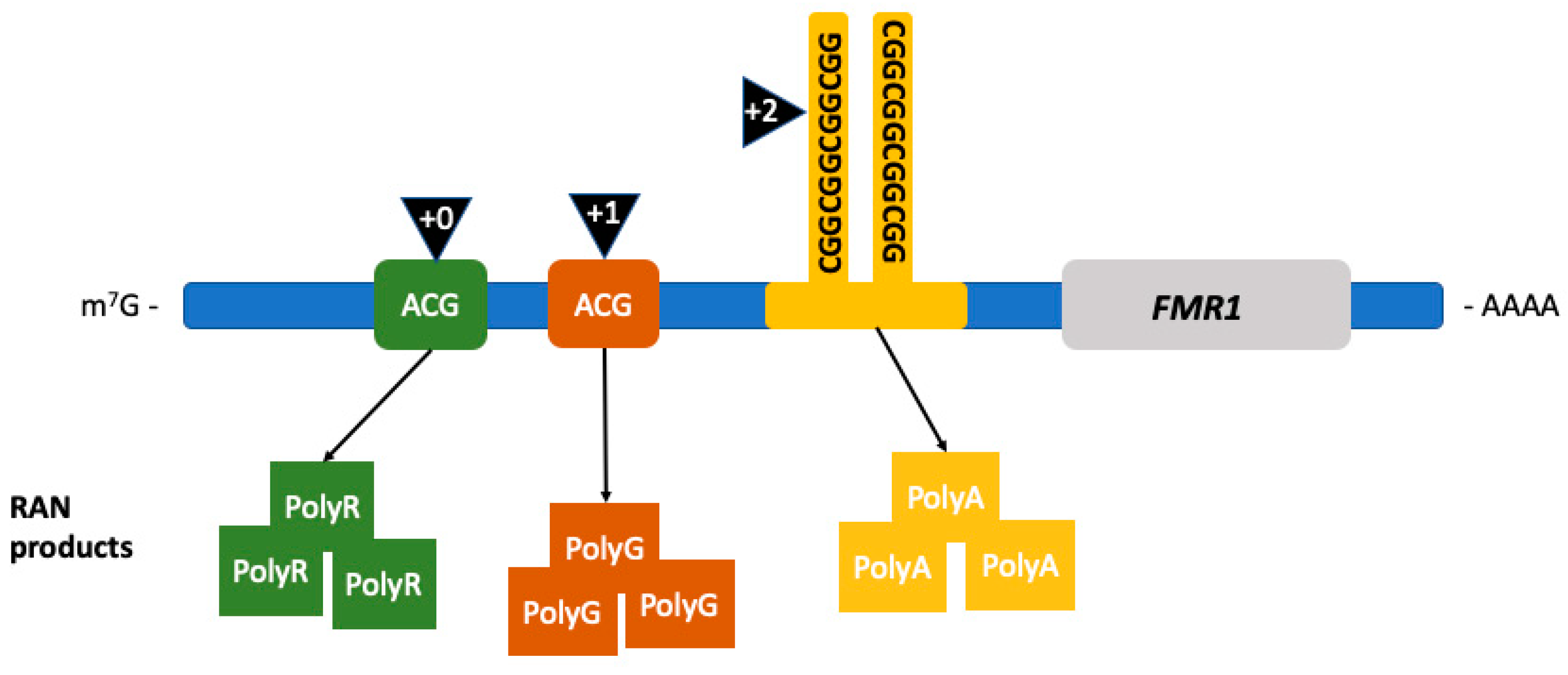 Fragile X-Associated Tremor/Ataxia Syndrome (FXTAS