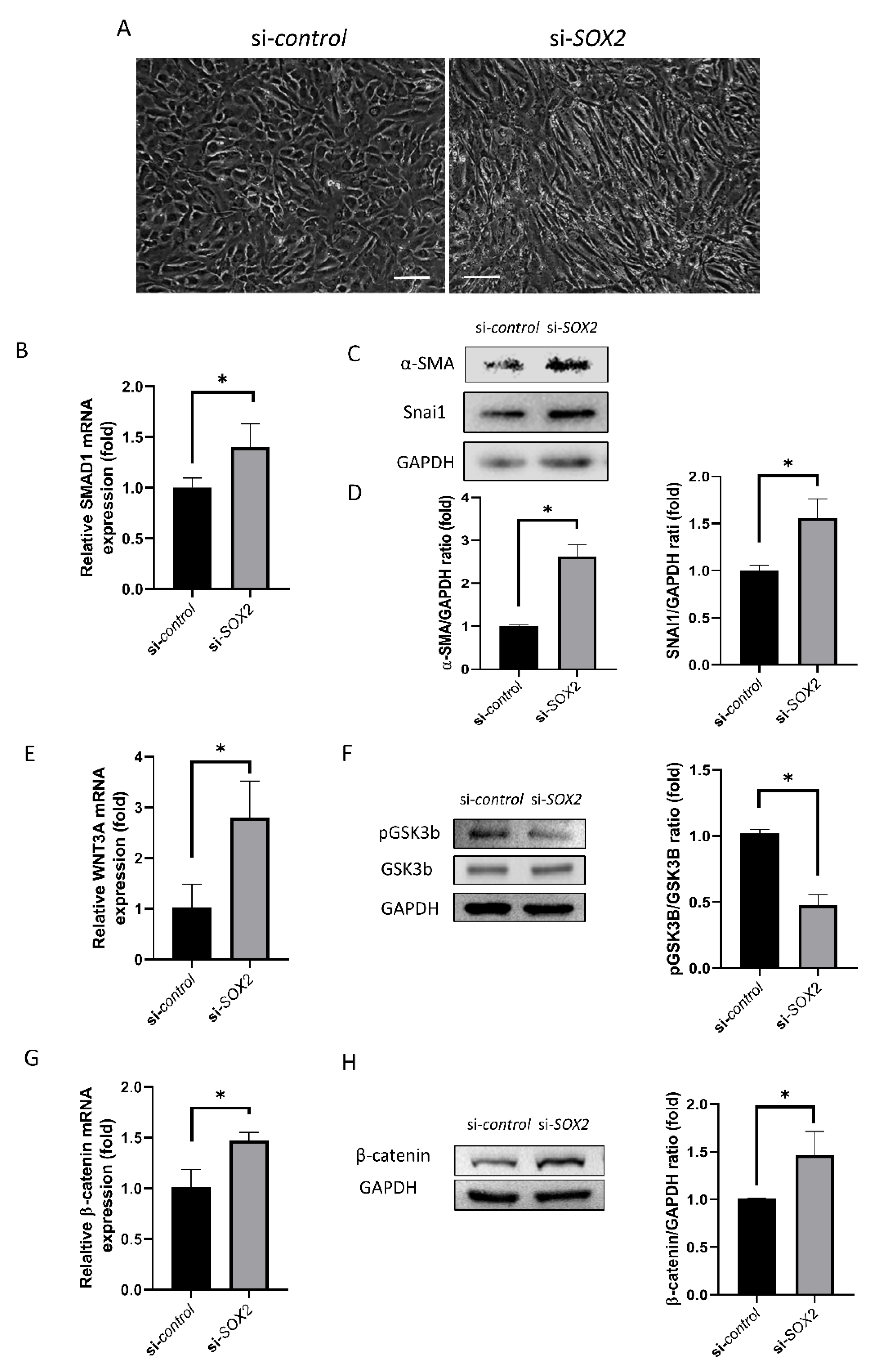 Ijms 21 04397 g002 Ijms 21 04397 g002
