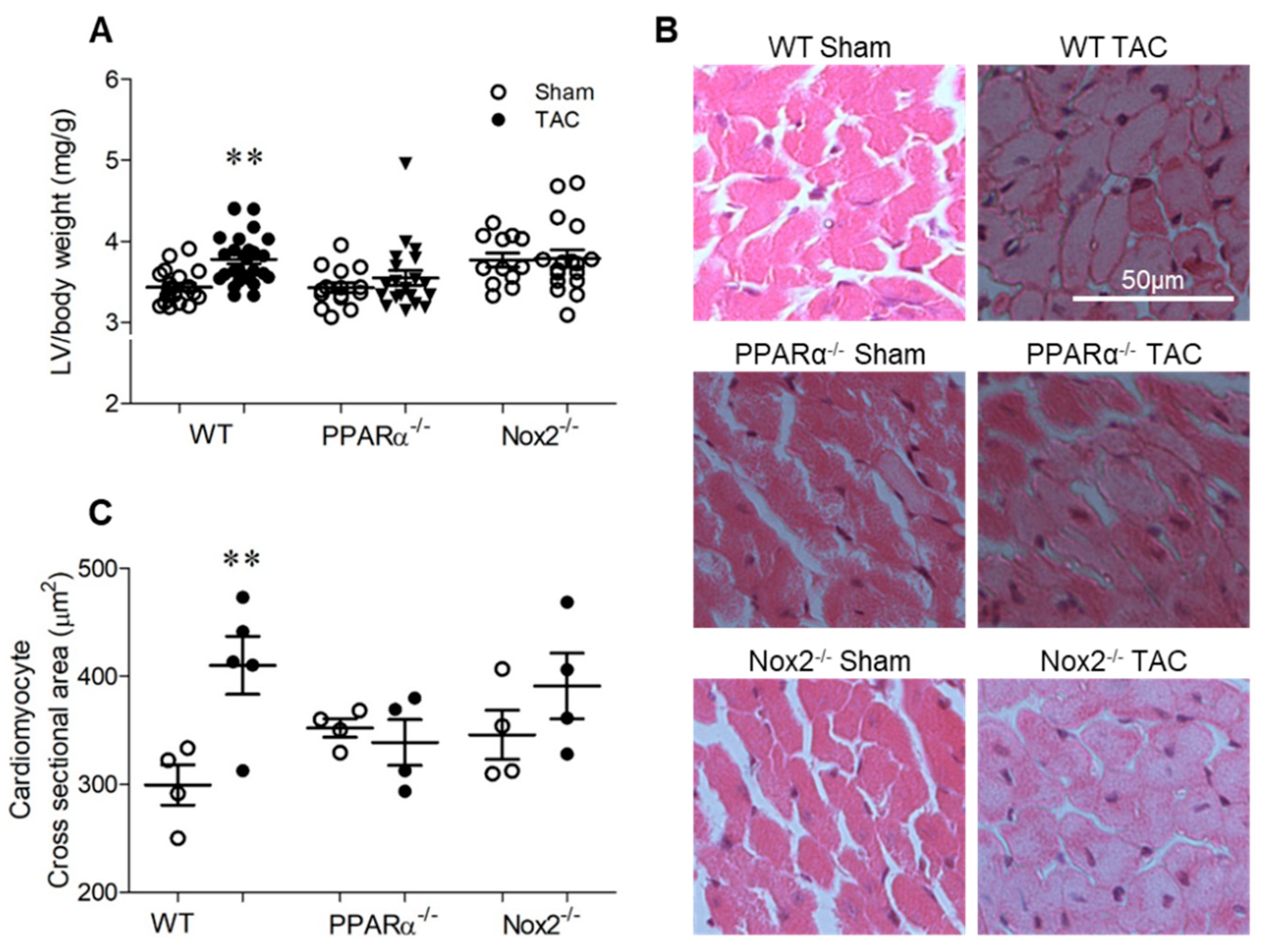 Ijms 21 04406 g002 Ijms 21 04406 g002