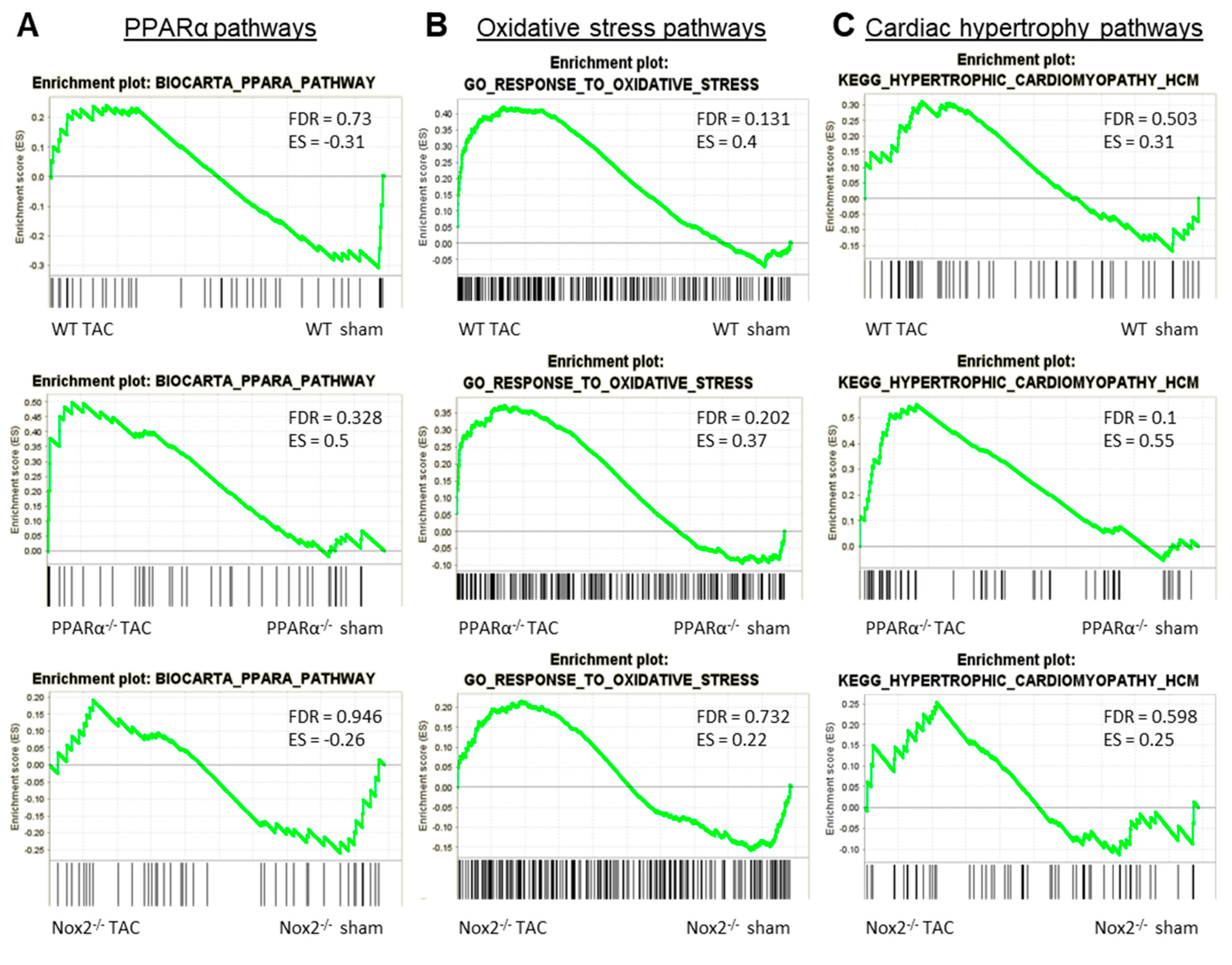 Ijms 21 04406 g006 Ijms 21 04406 g006