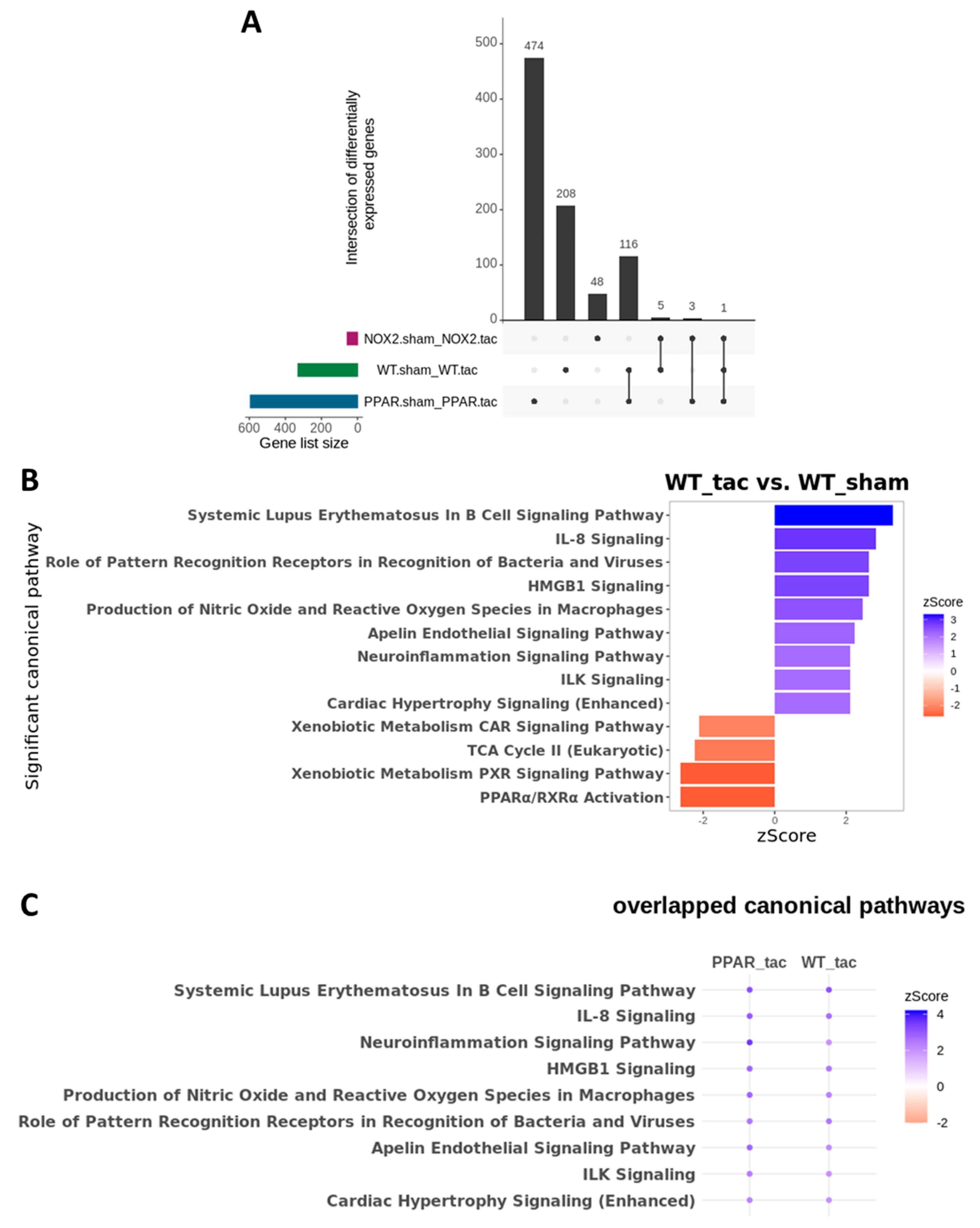 Ijms 21 04406 g007 Ijms 21 04406 g007