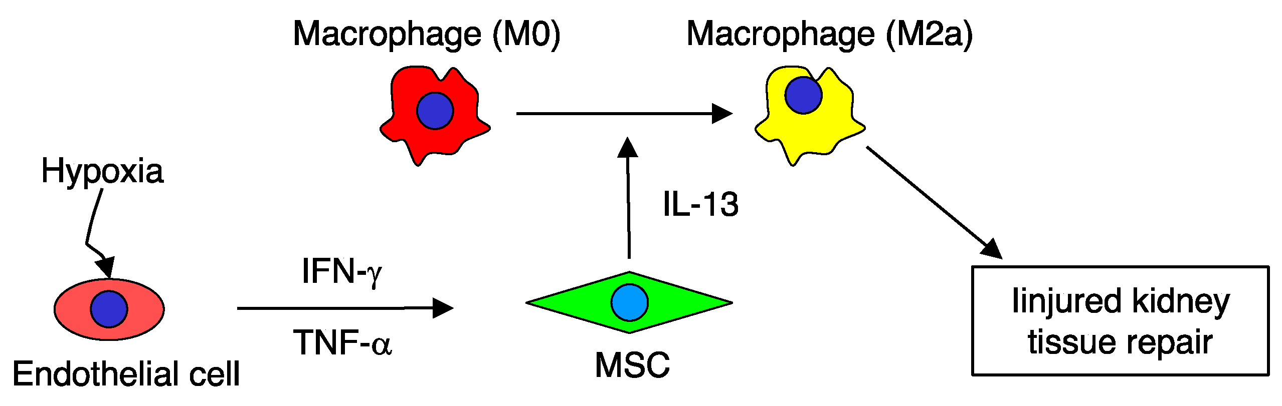 Ijms 21 04409 g006 Ijms 21 04409 g006
