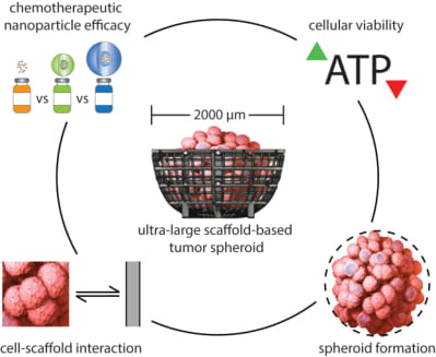 Graphical abstract