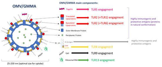 Ijms Free Full Text Omv Vaccines And The Role Of Tlr Agonists In Immune Response