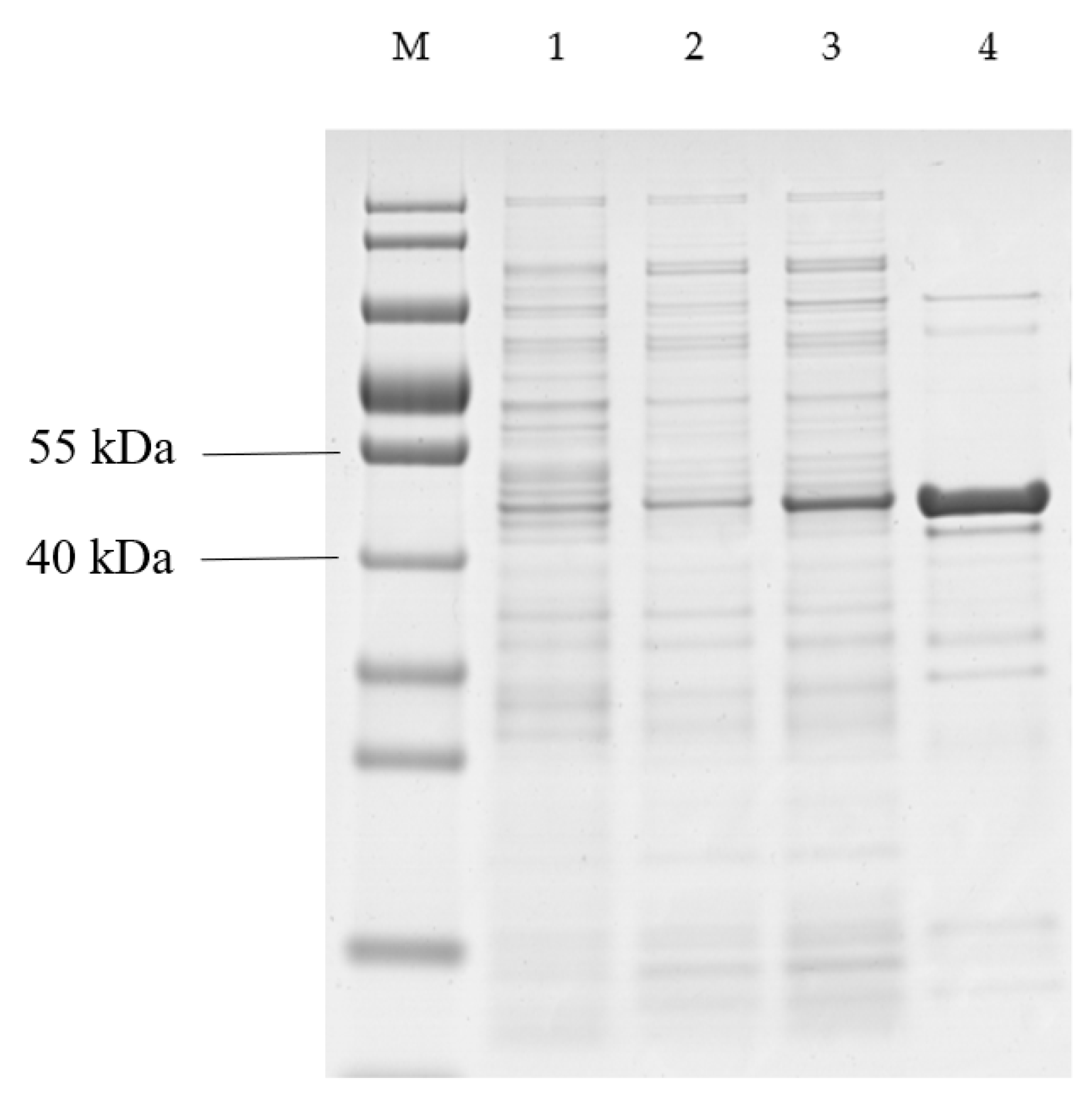 Ijms 21 04436 g005 Ijms 21 04436 g005