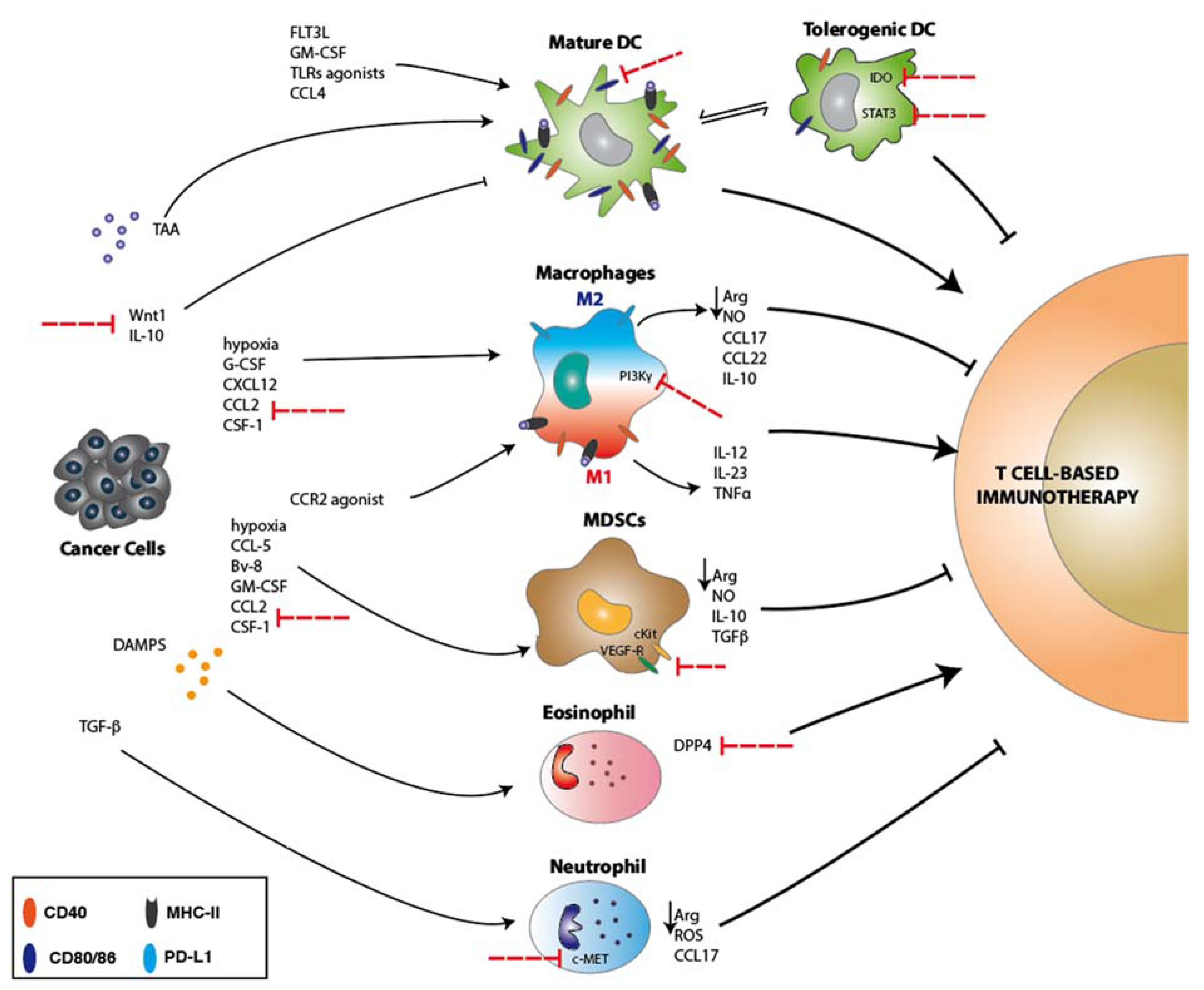 Ijms Free Full Text Innate Immune Cells And Their Contribution To T Cell Based Immunotherapy