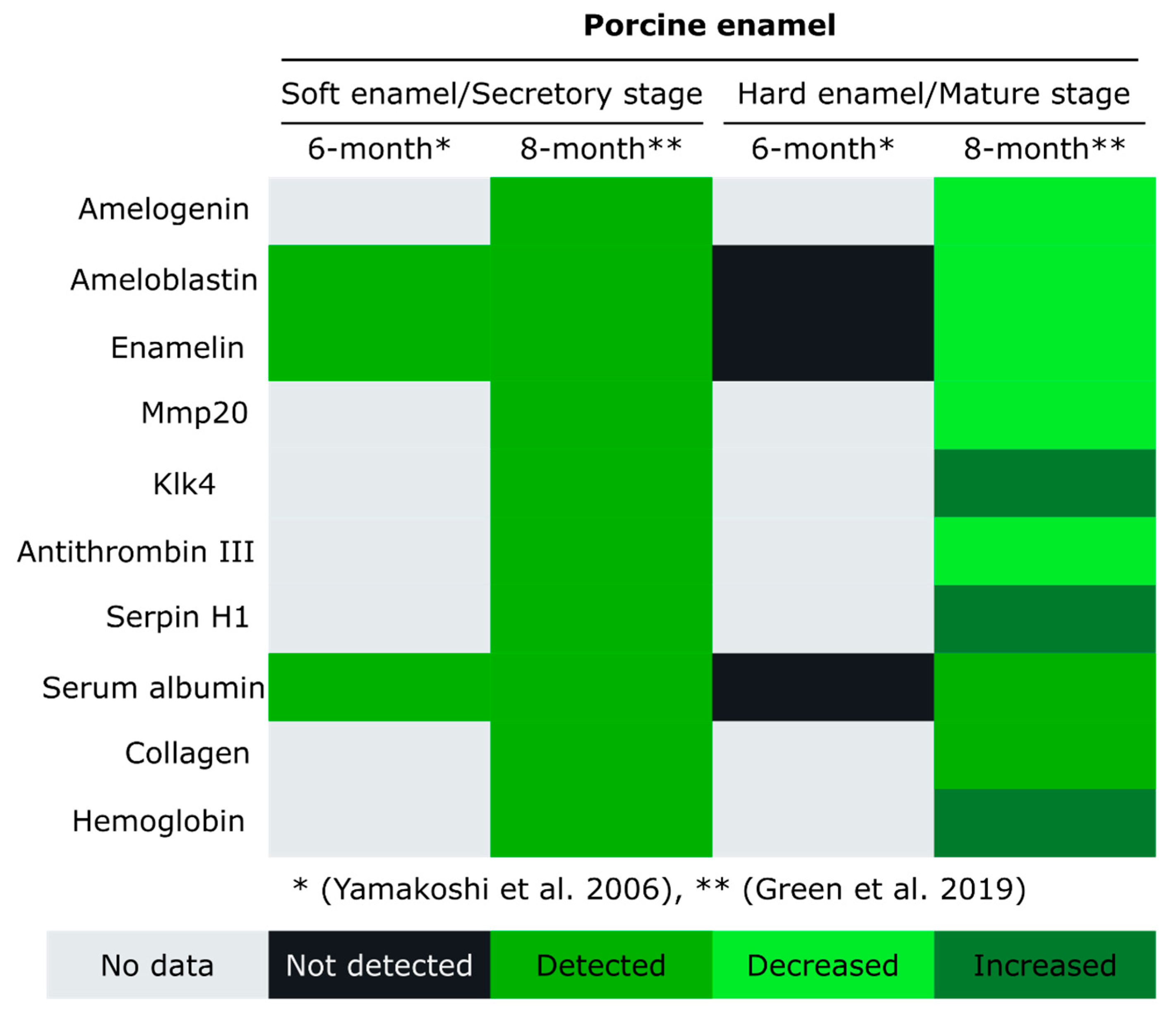 Ijms Free Full Text Tooth Enamel And Its Dynamic Protein Matrix Html