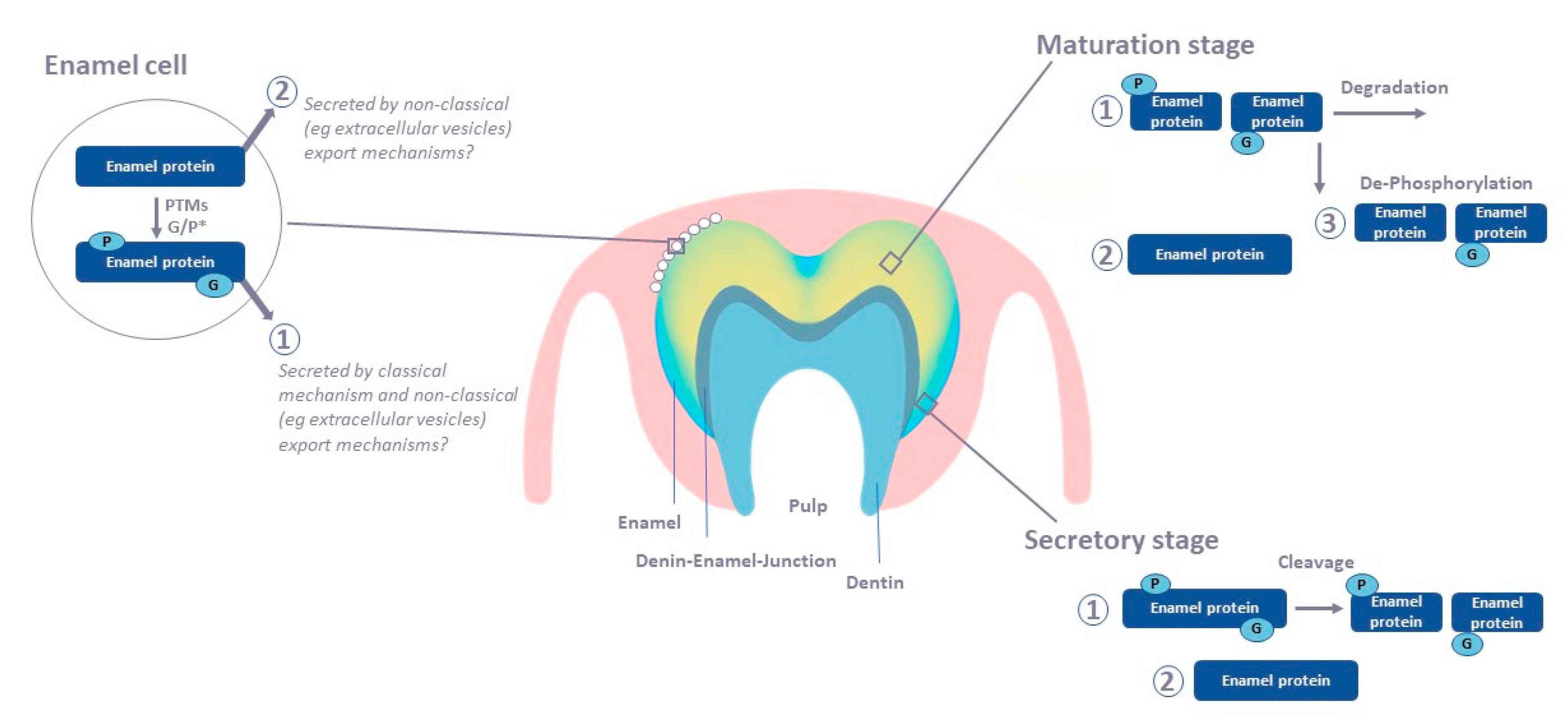 ijms-free-full-text-tooth-enamel-and-its-dynamic-protein-matrix