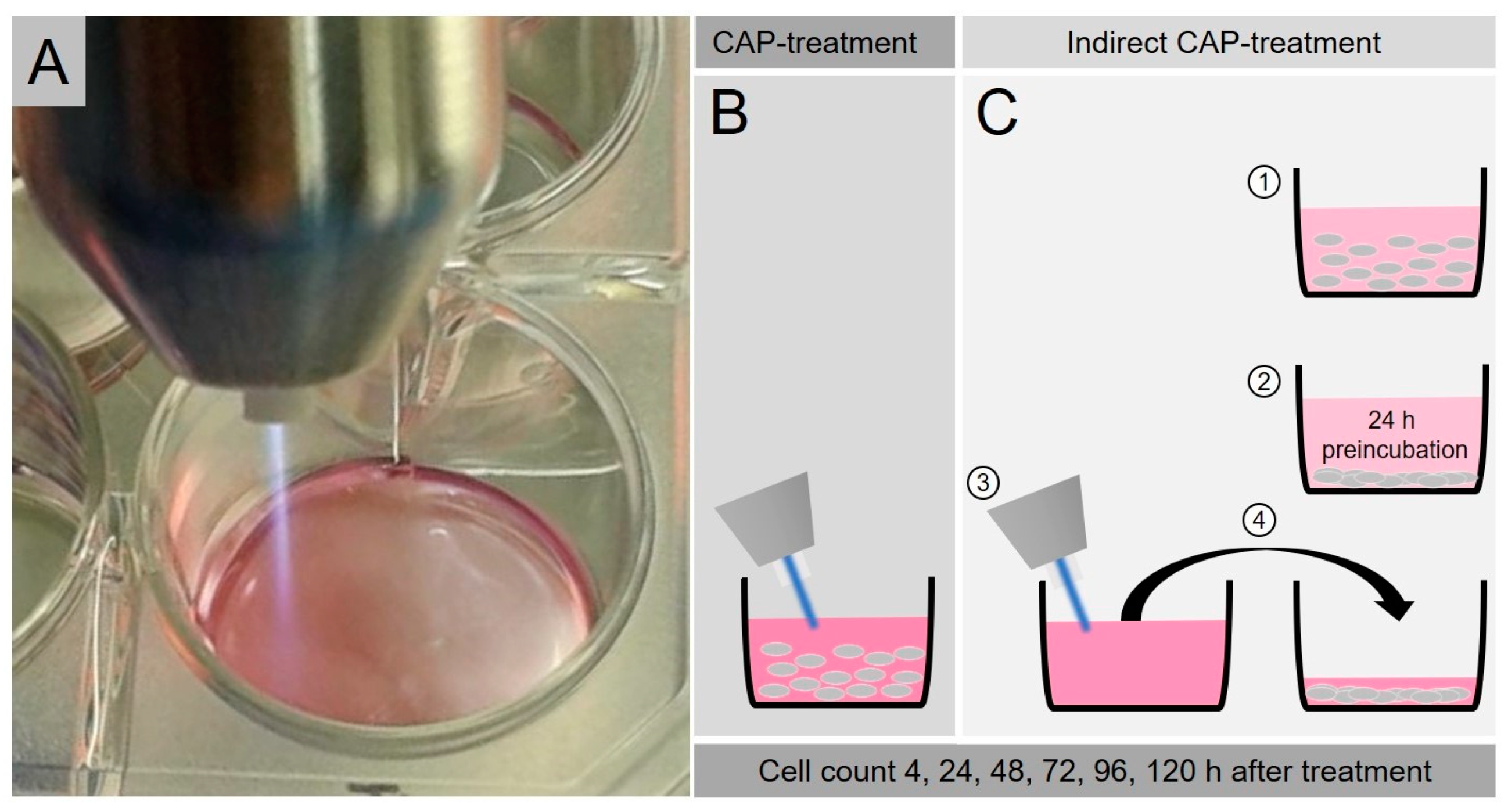Ijms 21 04460 g007 Ijms 21 04460 g007