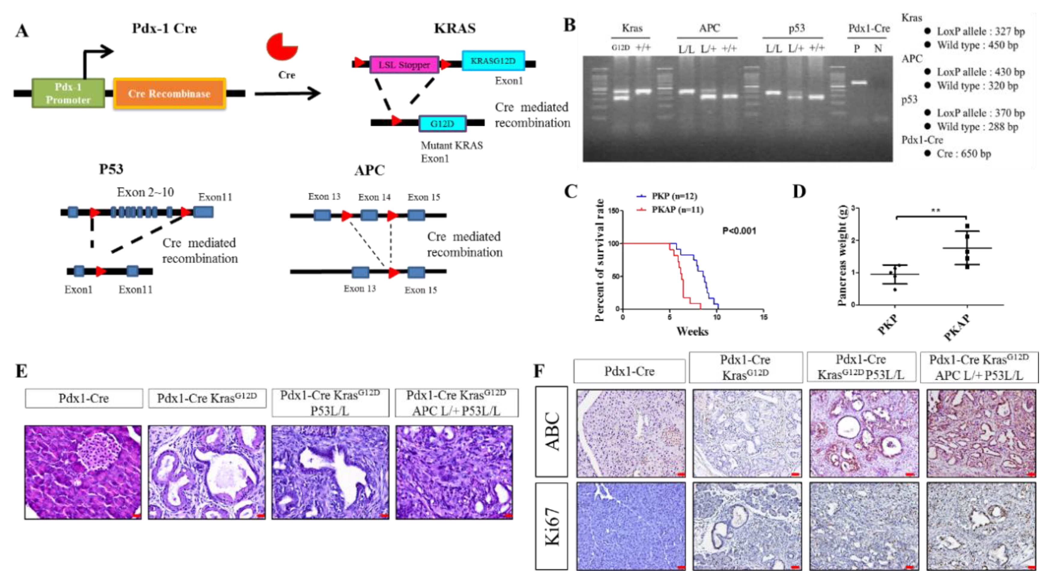 Ijms 21 04473 g001 Ijms 21 04473 g001