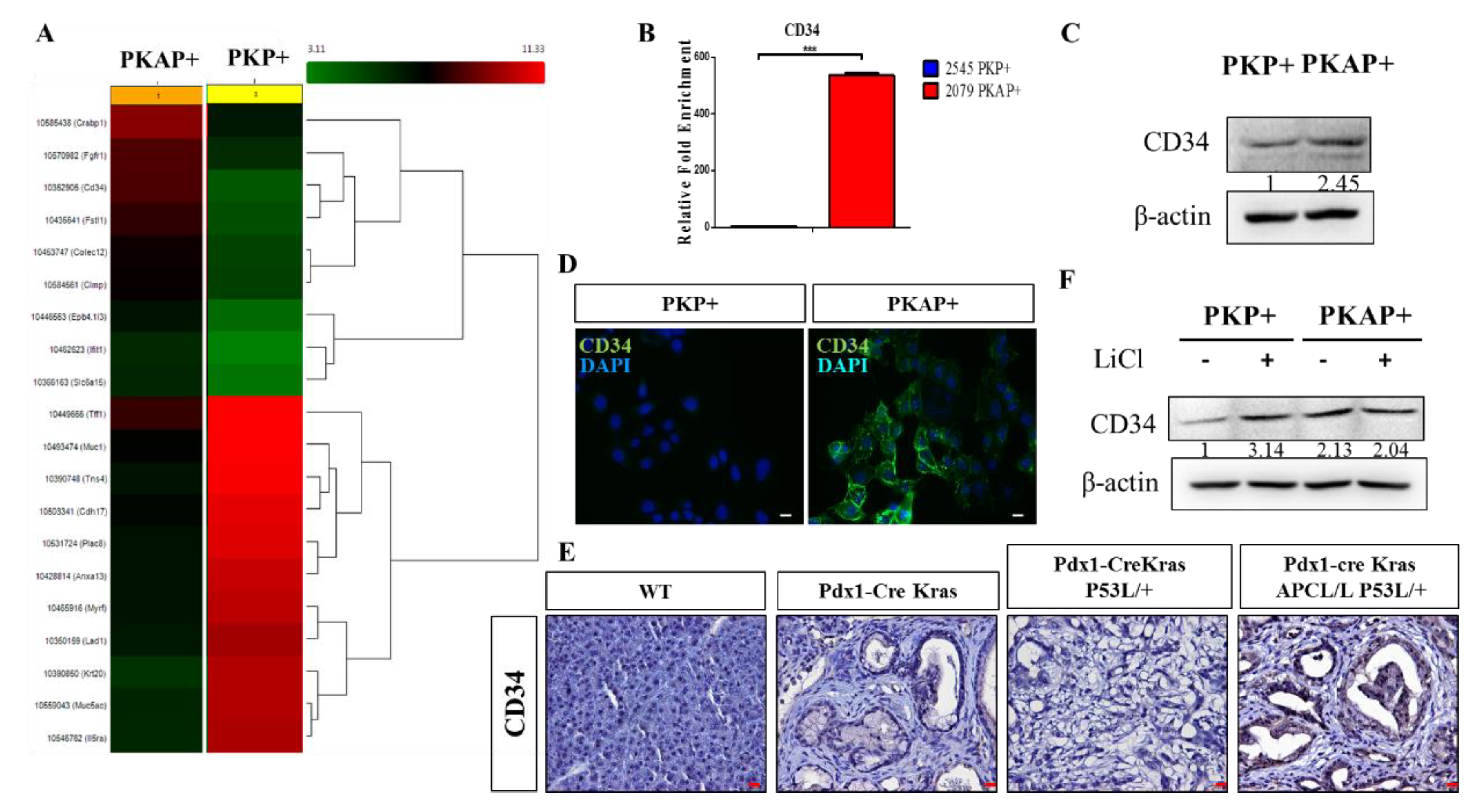 Ijms 21 04473 g003 Ijms 21 04473 g003