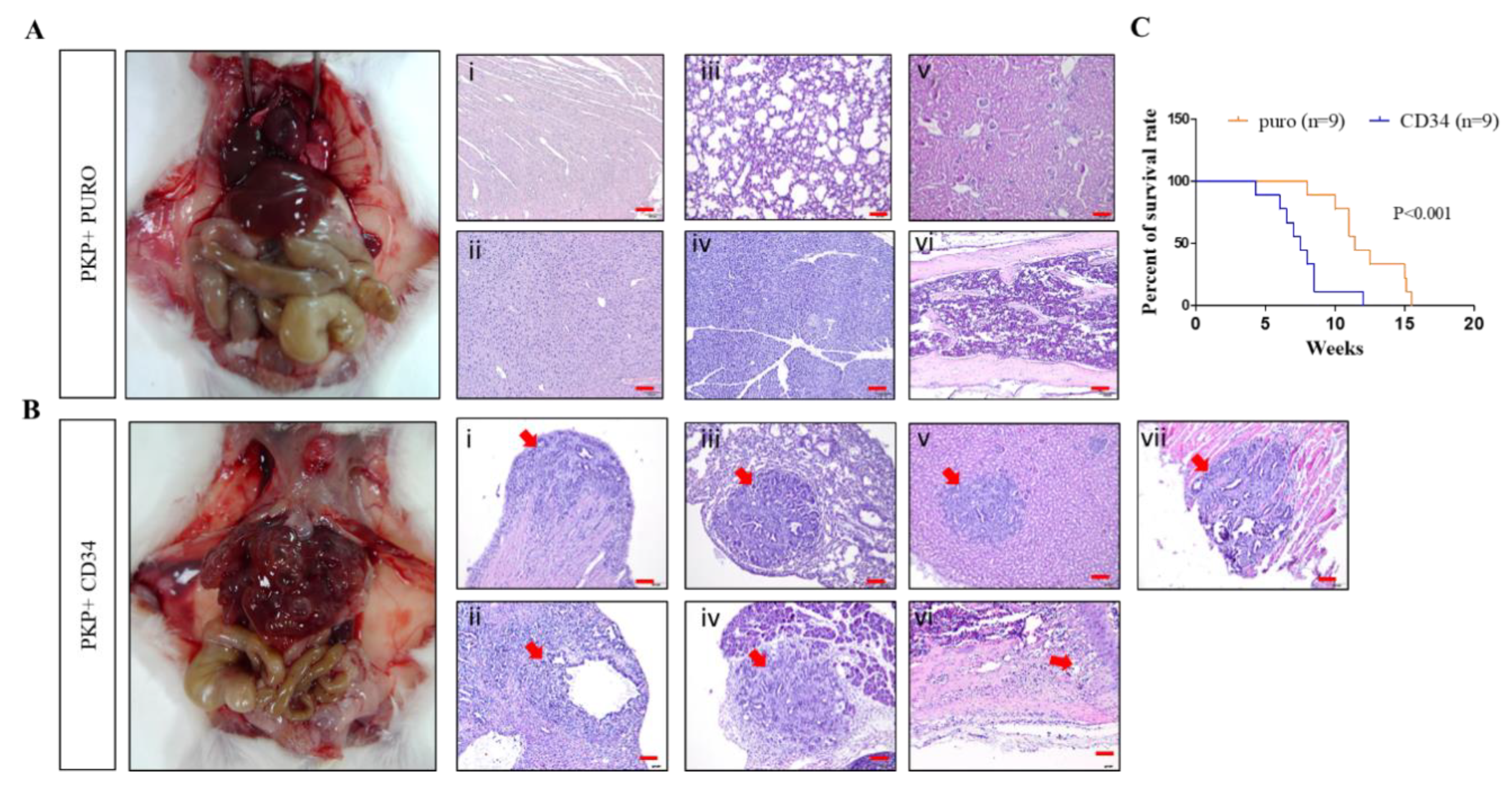 Ijms 21 04473 g006 Ijms 21 04473 g006