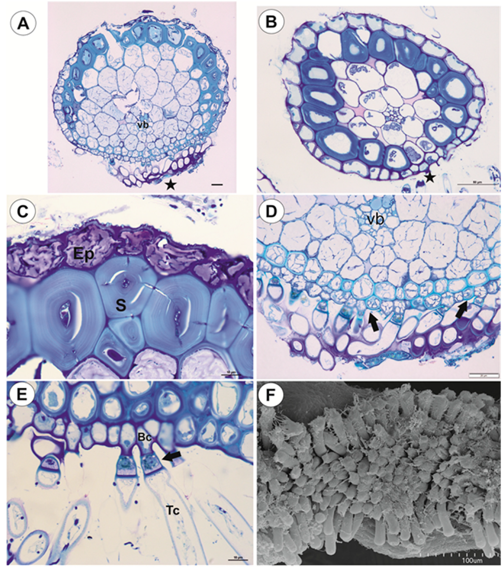 Ijms 21 04474 g003 Ijms 21 04474 g003