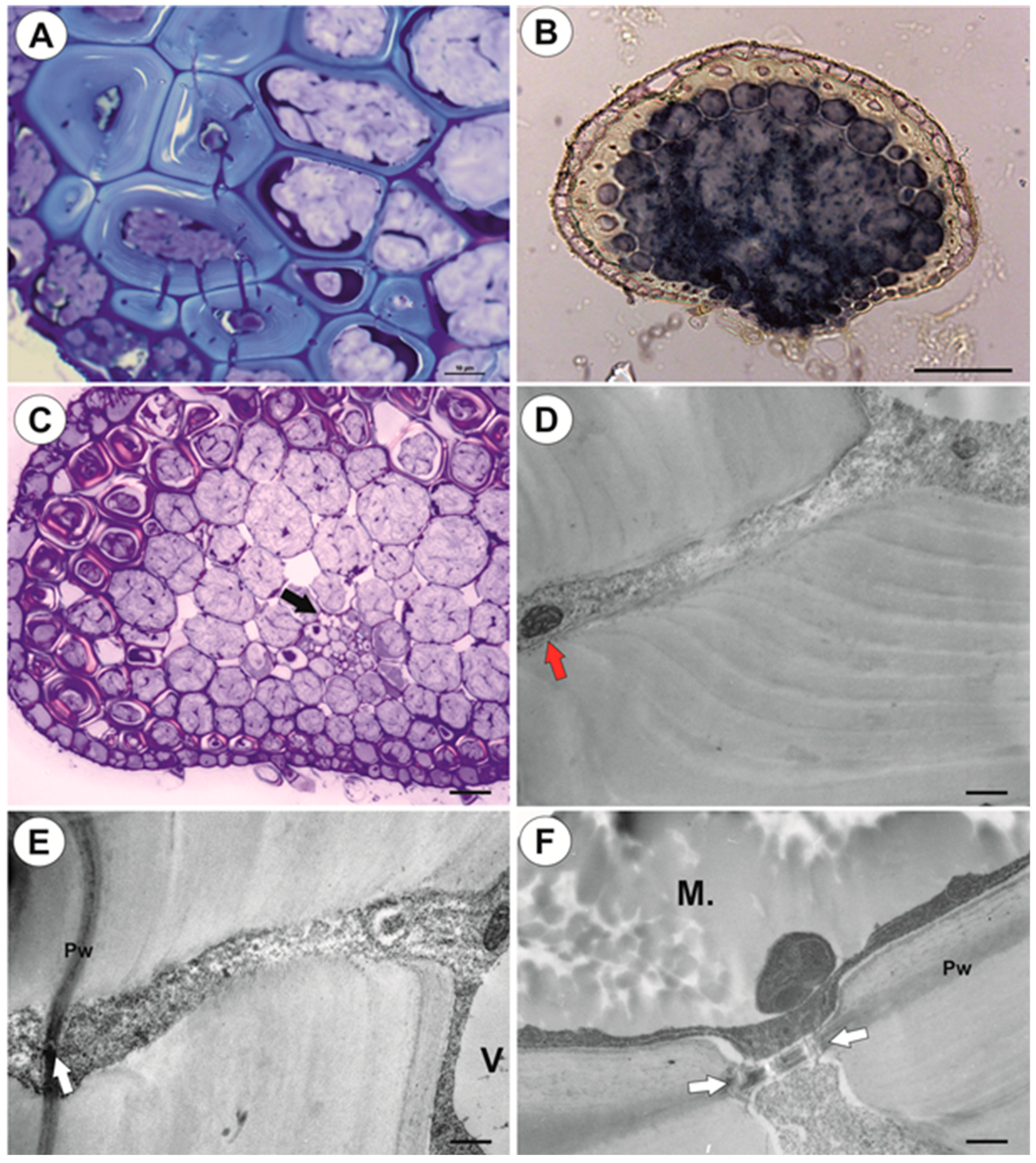 Ijms 21 04474 g004 Ijms 21 04474 g004