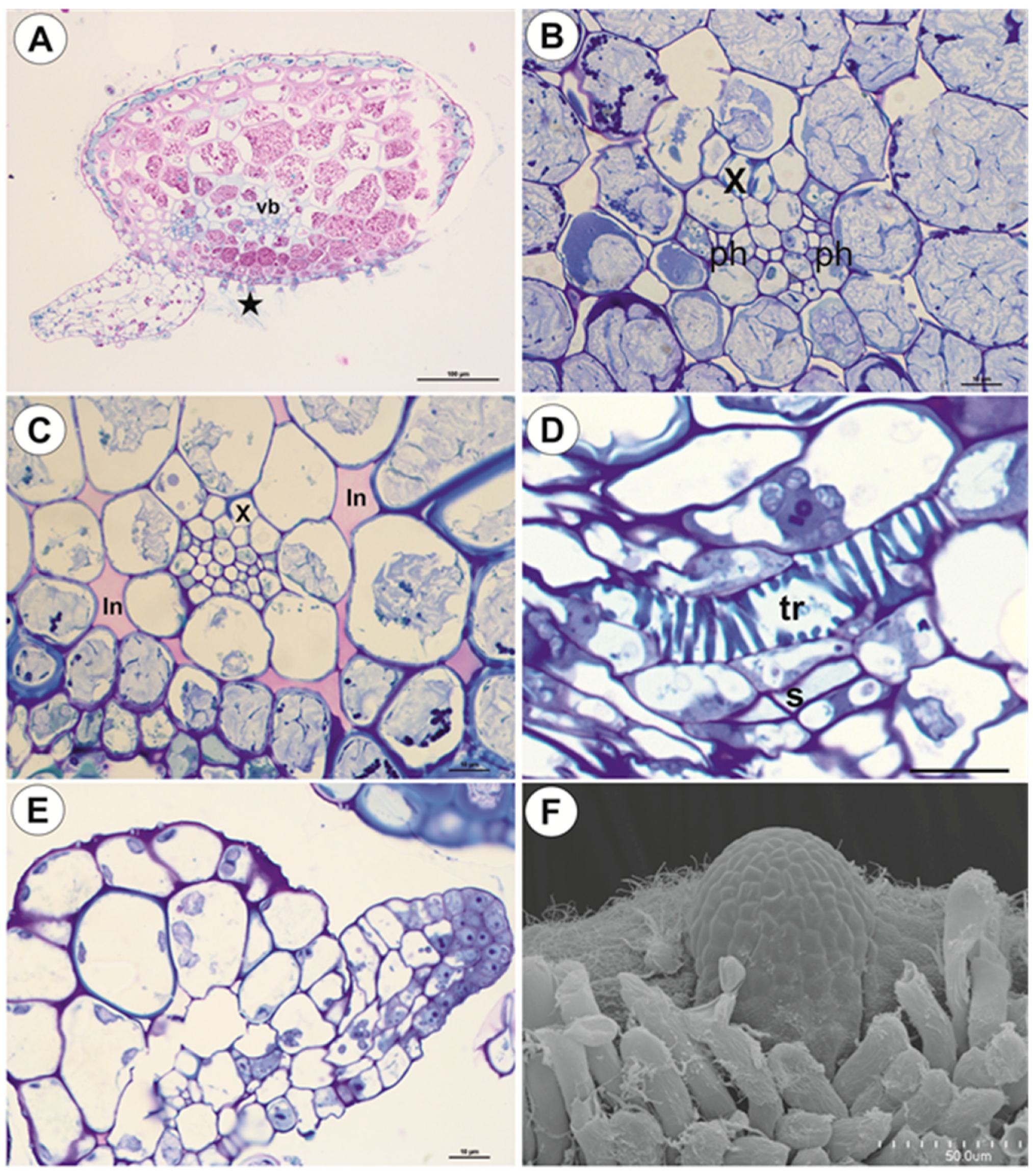 Ijms 21 04474 g005 Ijms 21 04474 g005