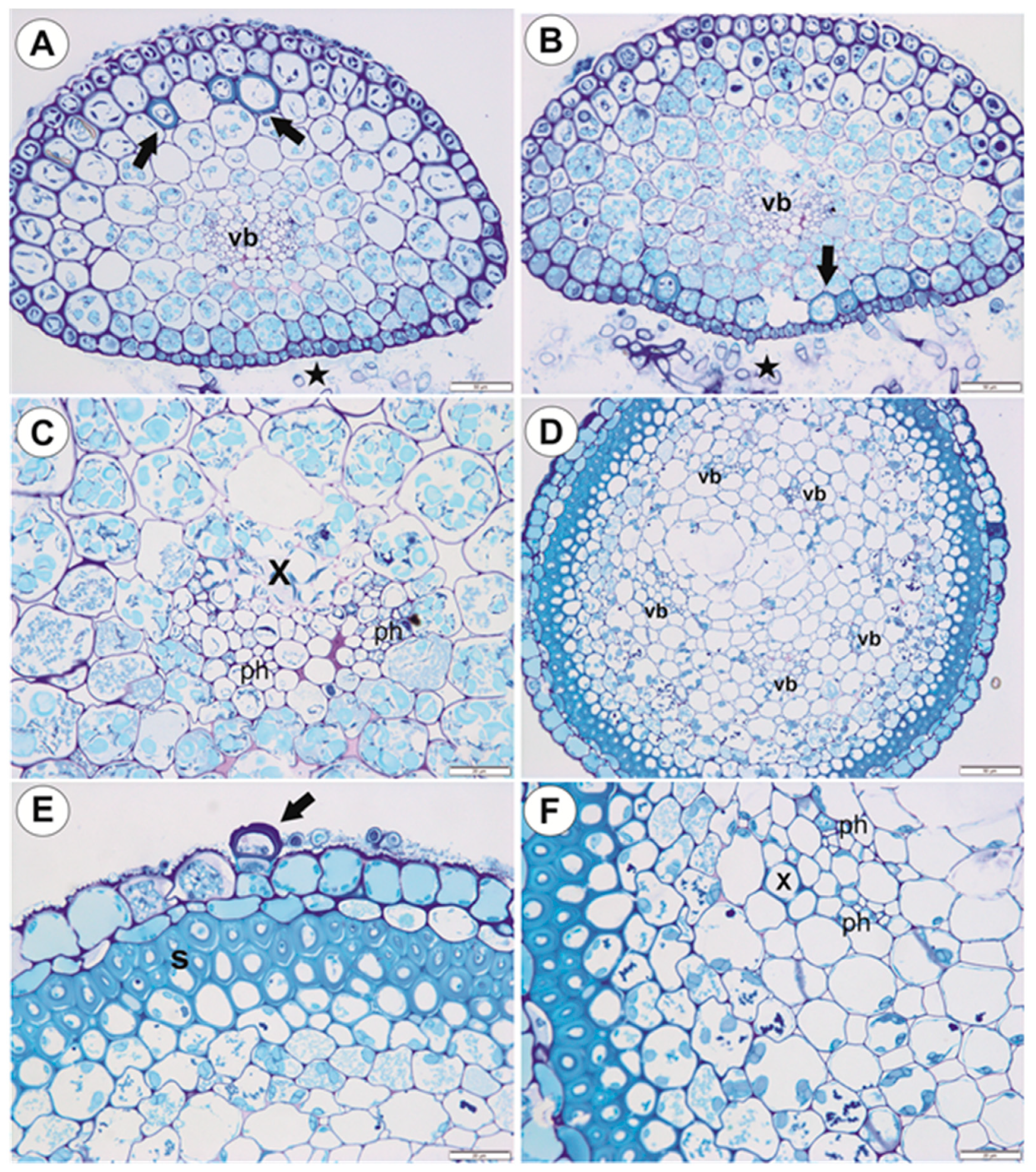 Ijms 21 04474 g006 Ijms 21 04474 g006