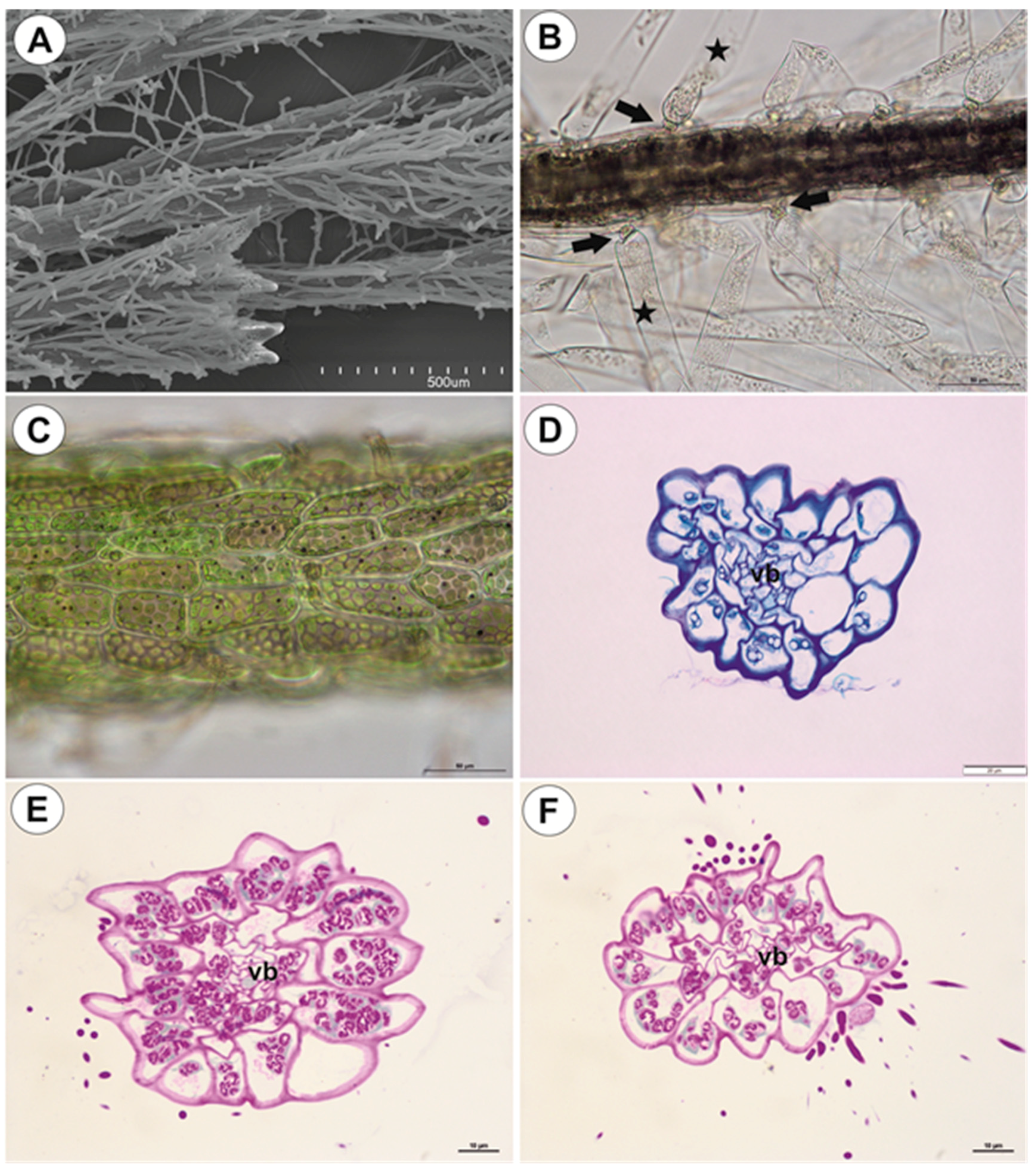 Ijms 21 04474 g007 Ijms 21 04474 g007