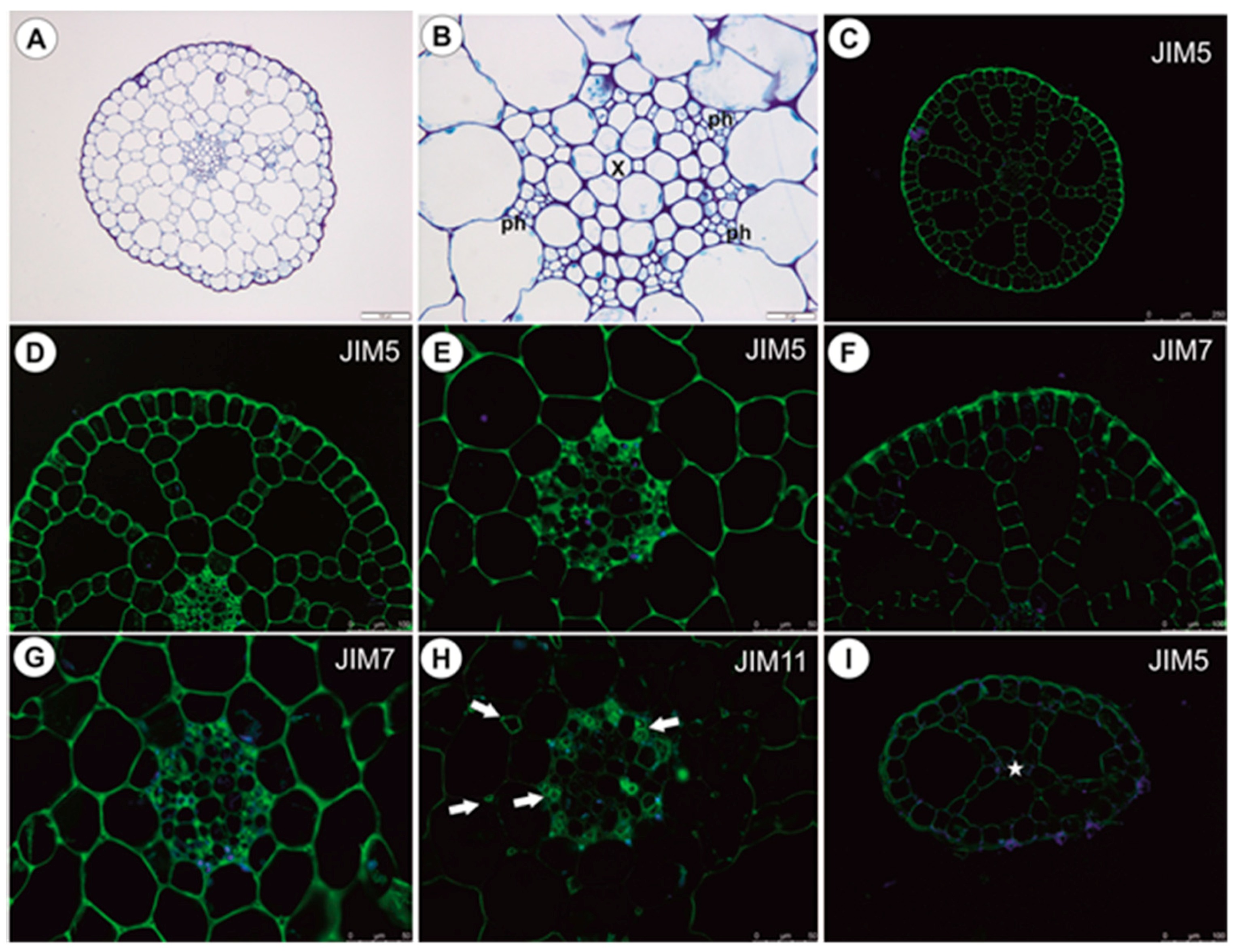 Ijms 21 04474 g010 Ijms 21 04474 g010