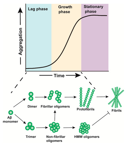 The Toxicity and Polymorphism of β-Amyloid Oligomers