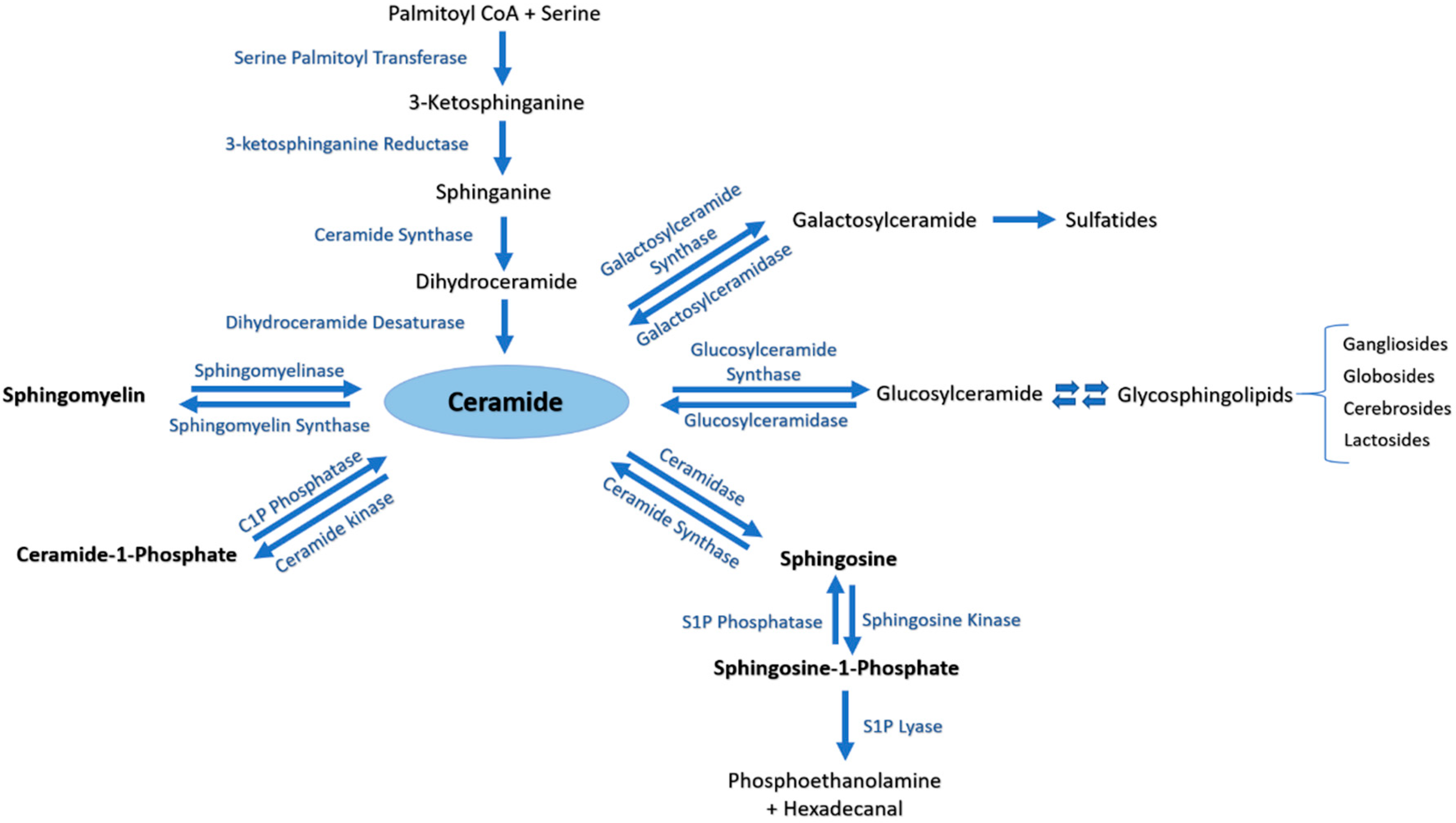 Ijms 21 04481 g001 Ijms 21 04481 g001