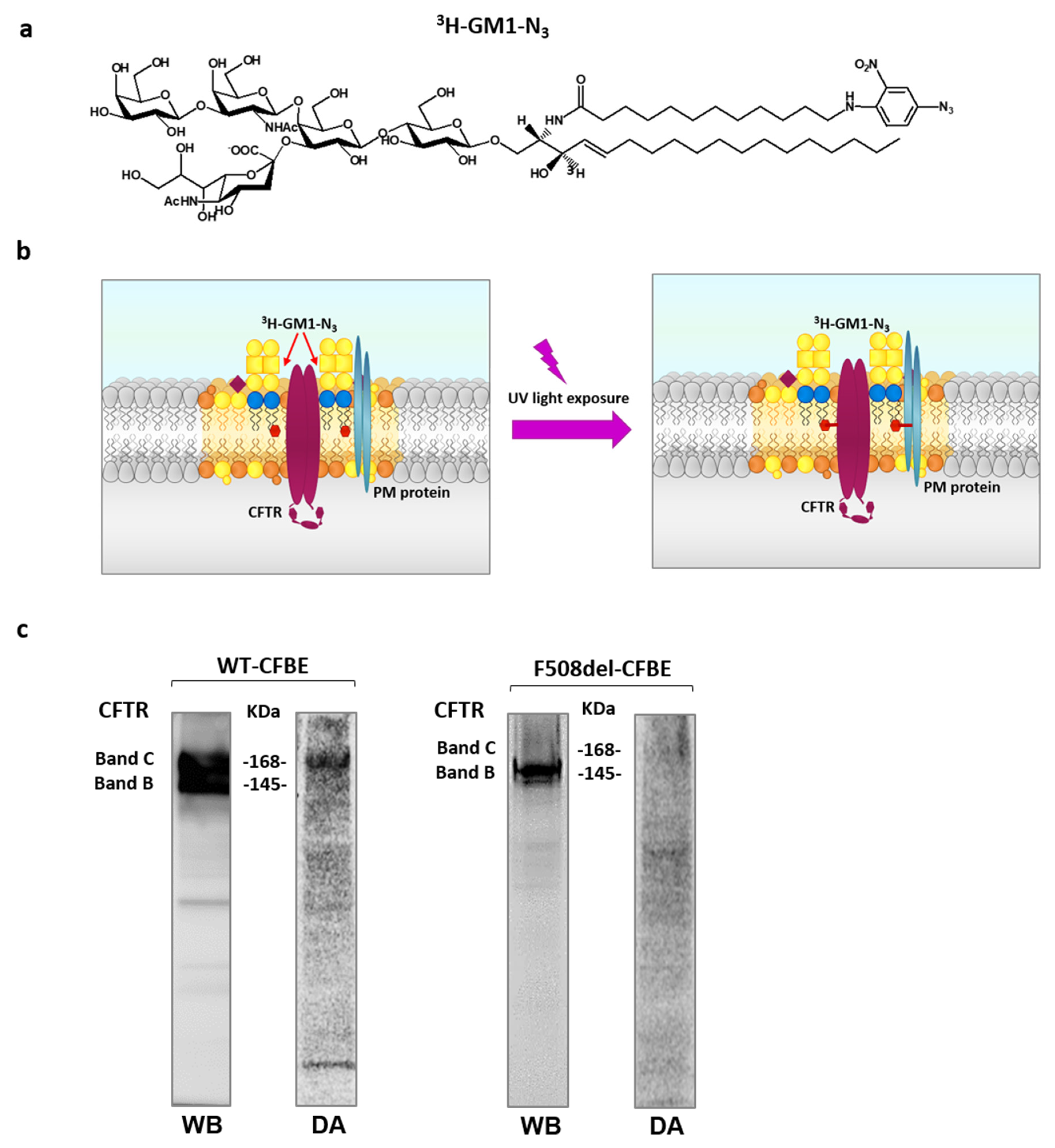 Ijms 21 04486 g002 Ijms 21 04486 g002