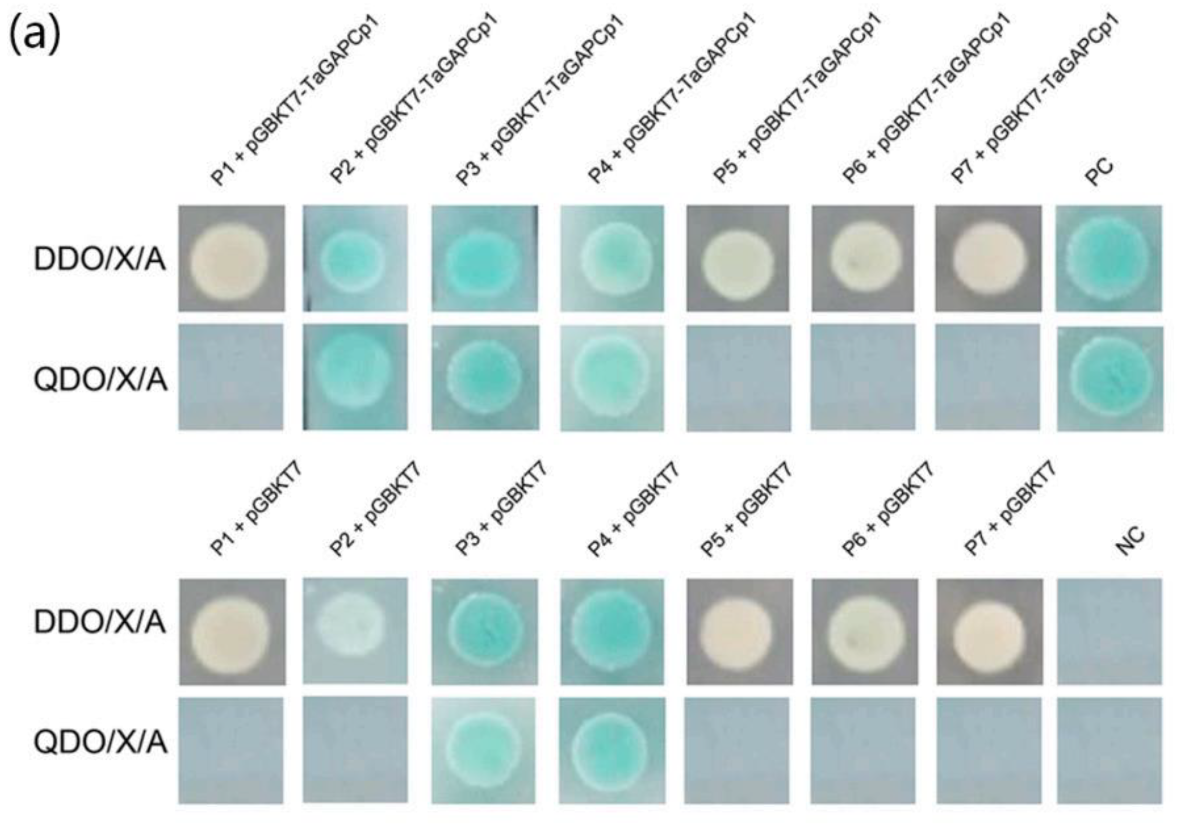 Ijms 21 04499 g001 Ijms 21 04499 g001