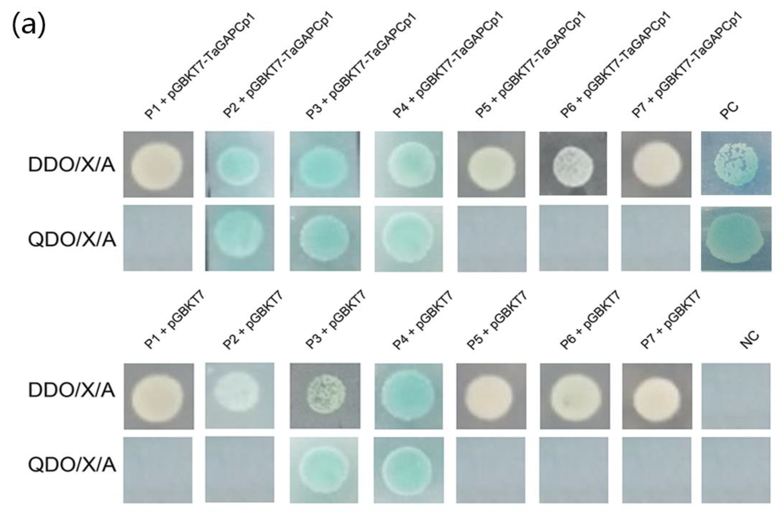 Ijms 21 04499 g002 Ijms 21 04499 g002