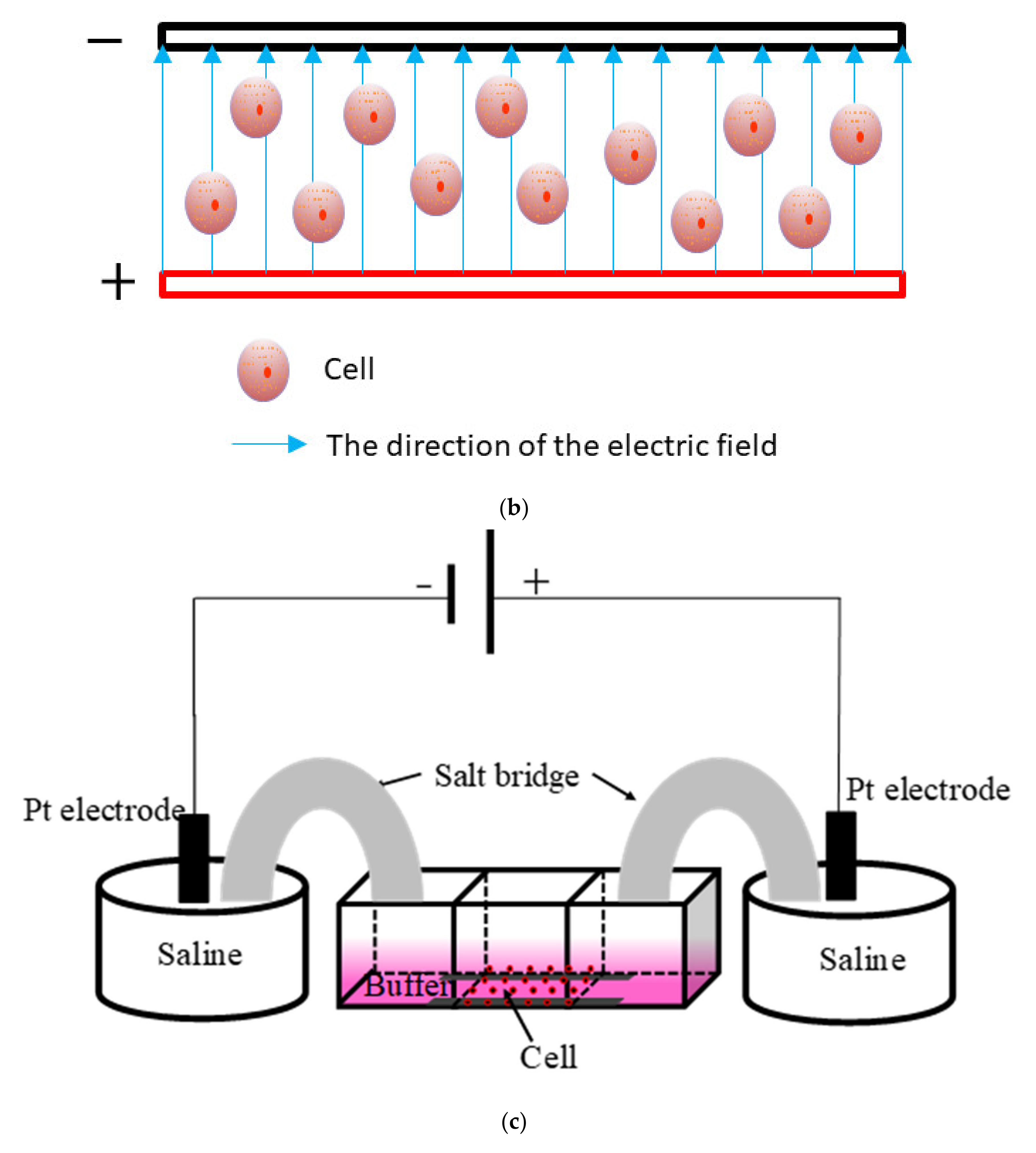 Ijms 21 04505 g008b Ijms 21 04505 g008b