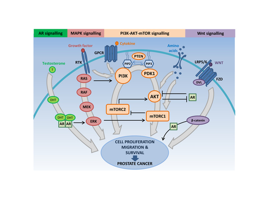 IJMS | Free Full-Text | The PI3K-AKT-mTOR Pathway and Prostate Cancer ...
