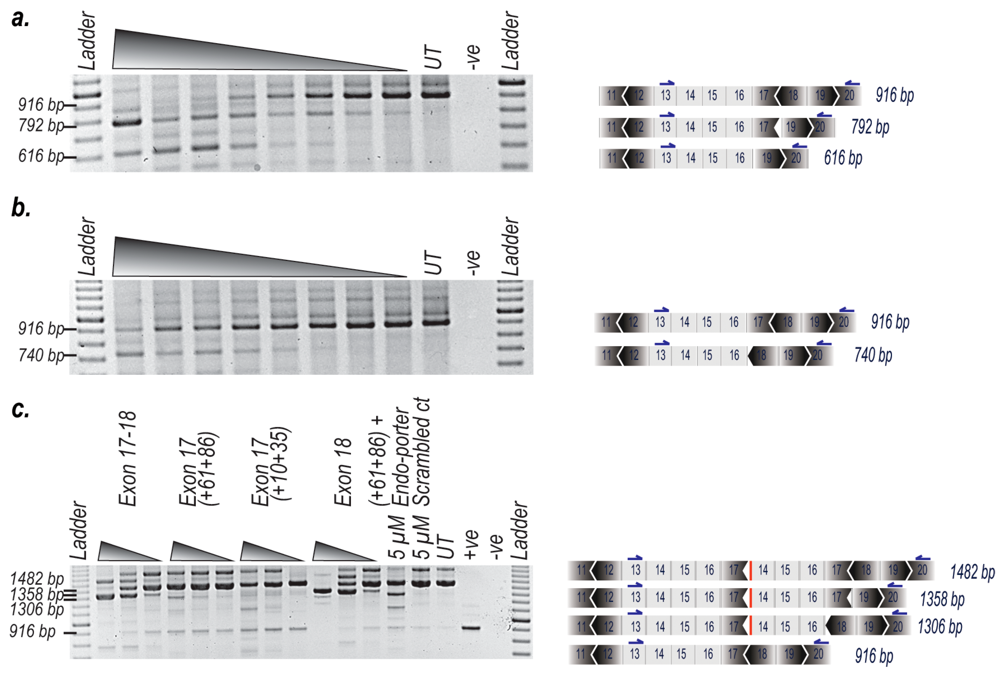 Ijms 21 04511 g002 Ijms 21 04511 g002