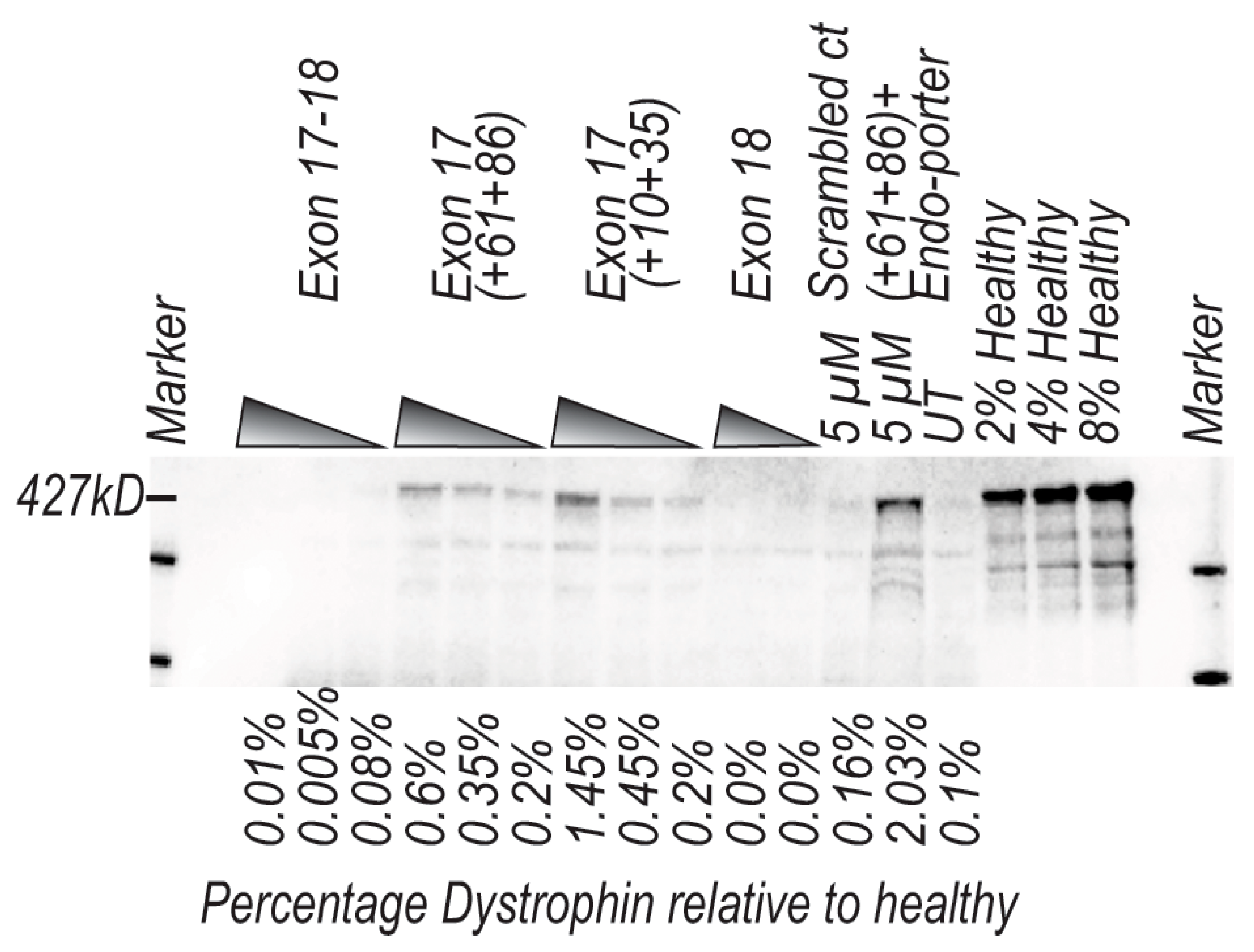 Ijms 21 04511 g005 Ijms 21 04511 g005
