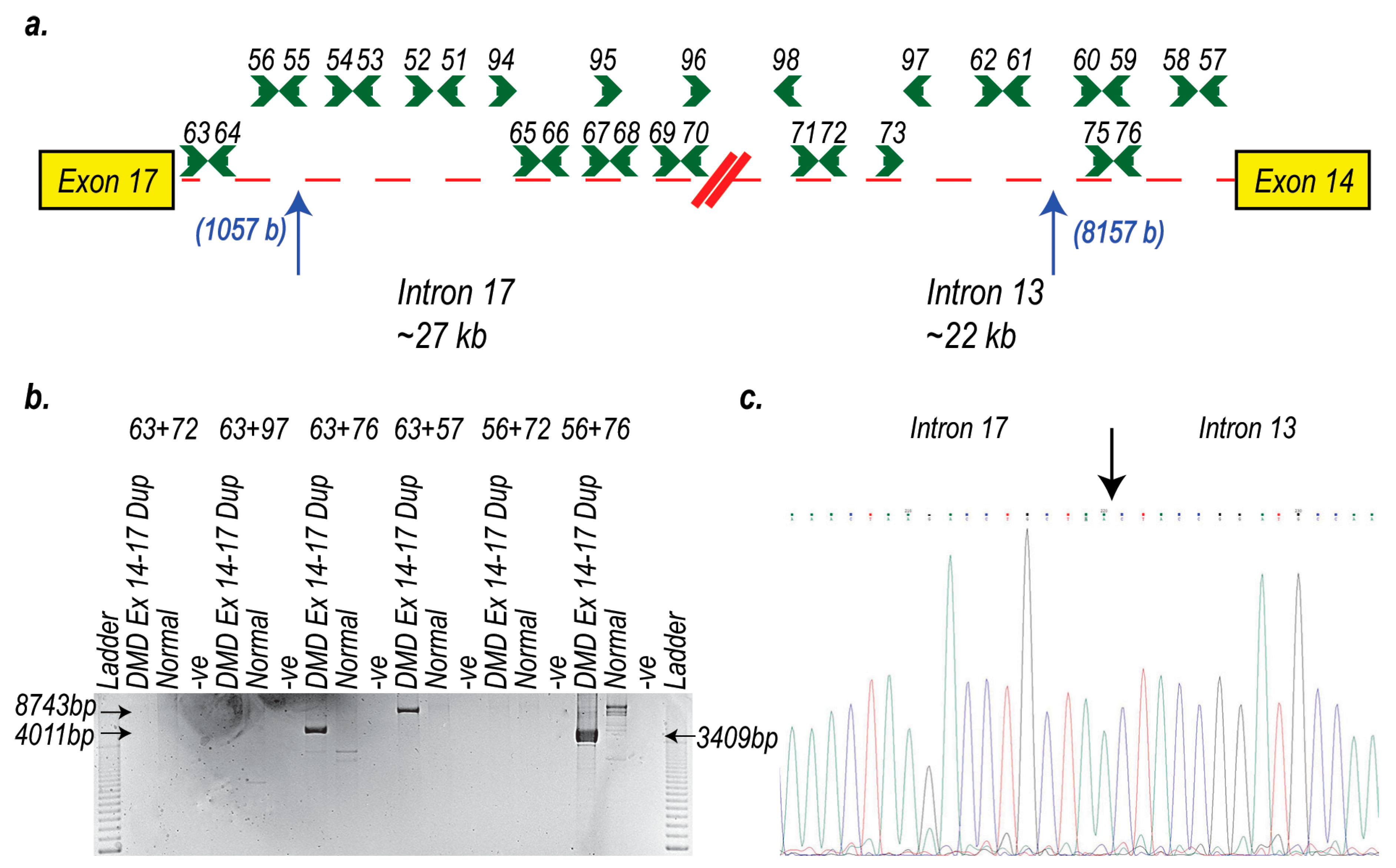 Ijms 21 04511 g006 Ijms 21 04511 g006