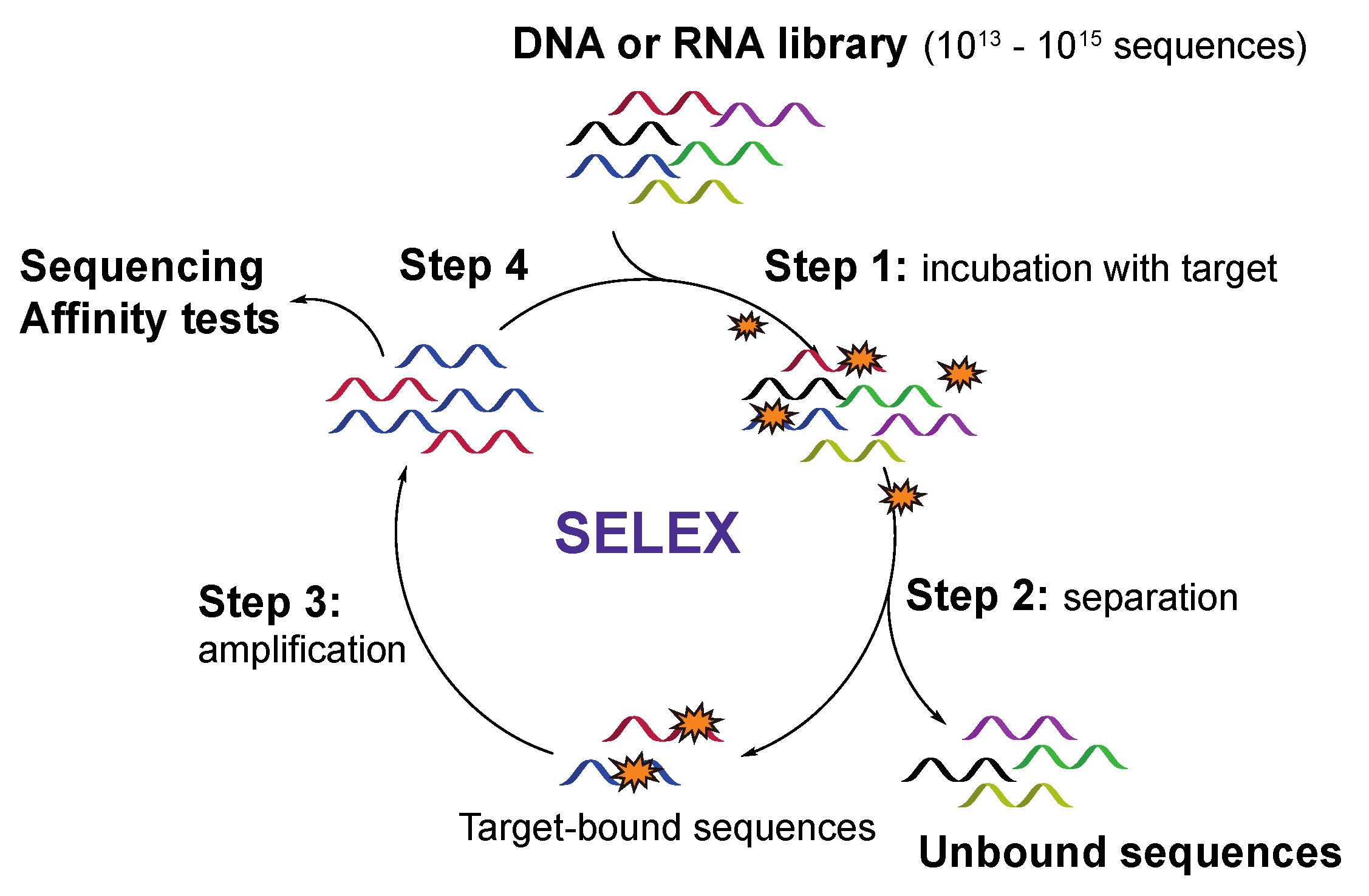 Ijms 21 04522 g002 Ijms 21 04522 g002