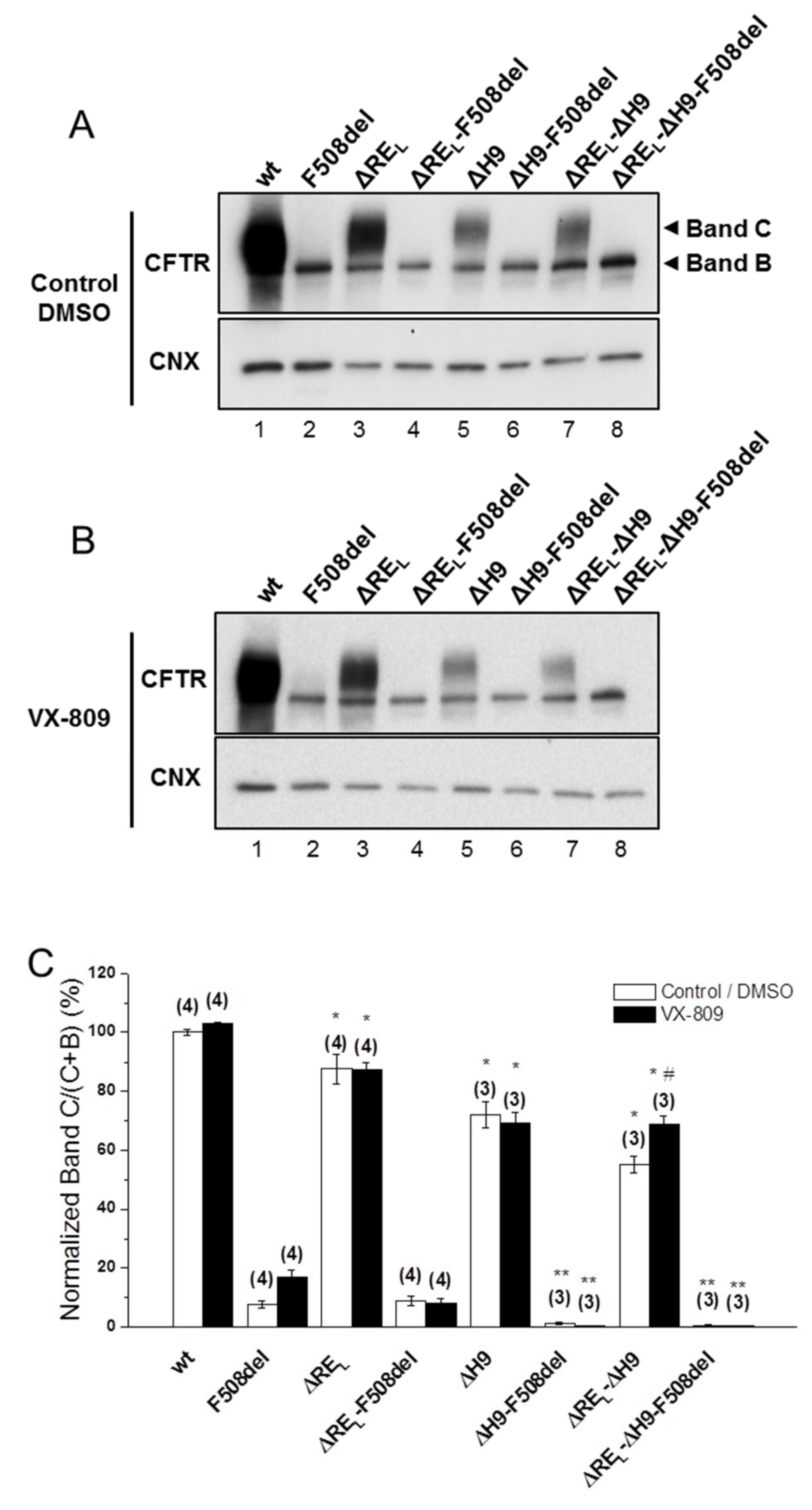 Ijms 21 04524 g002 Ijms 21 04524 g002
