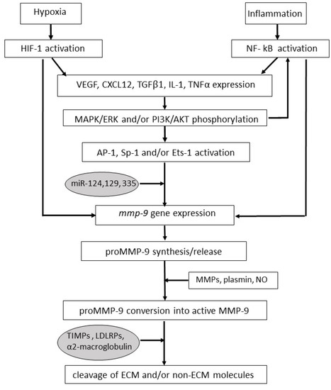 Ijms Free Full Text The Impact Of Matrix Metalloproteinase 9 On The Sequential Steps Of The Metastatic Process Html