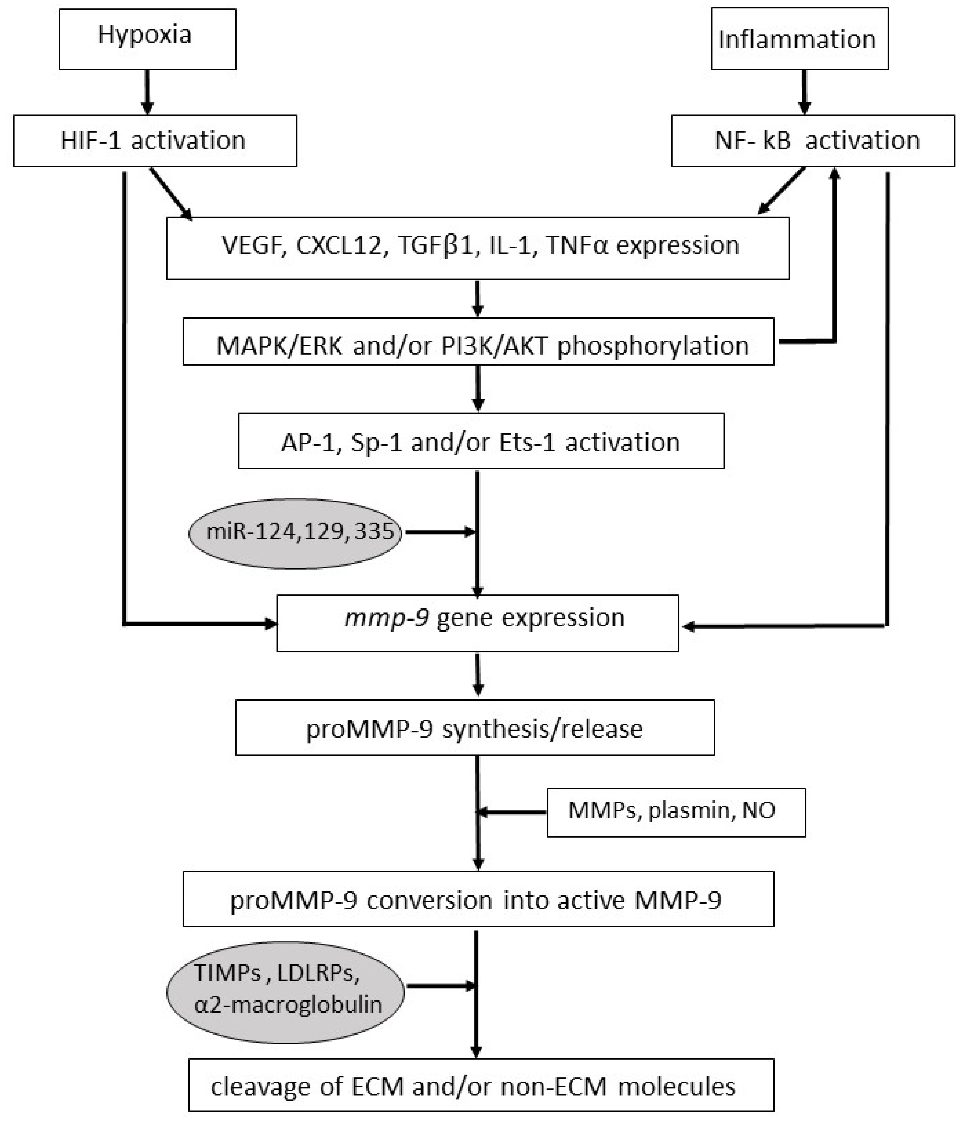 Ijms Free Full Text The Impact Of Matrix Metalloproteinase 9 On The Sequential Steps Of The Metastatic Process Html